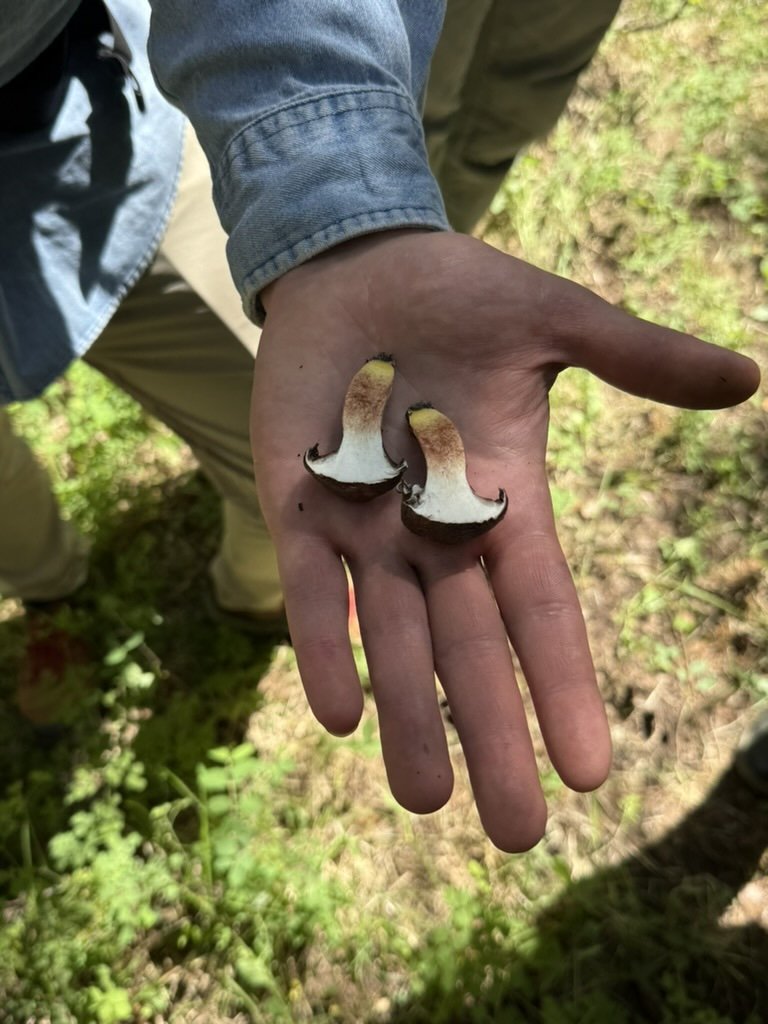 June 6 | Wild Mushroom Basics | Colorado Rockies | Ensō Farm and Forage