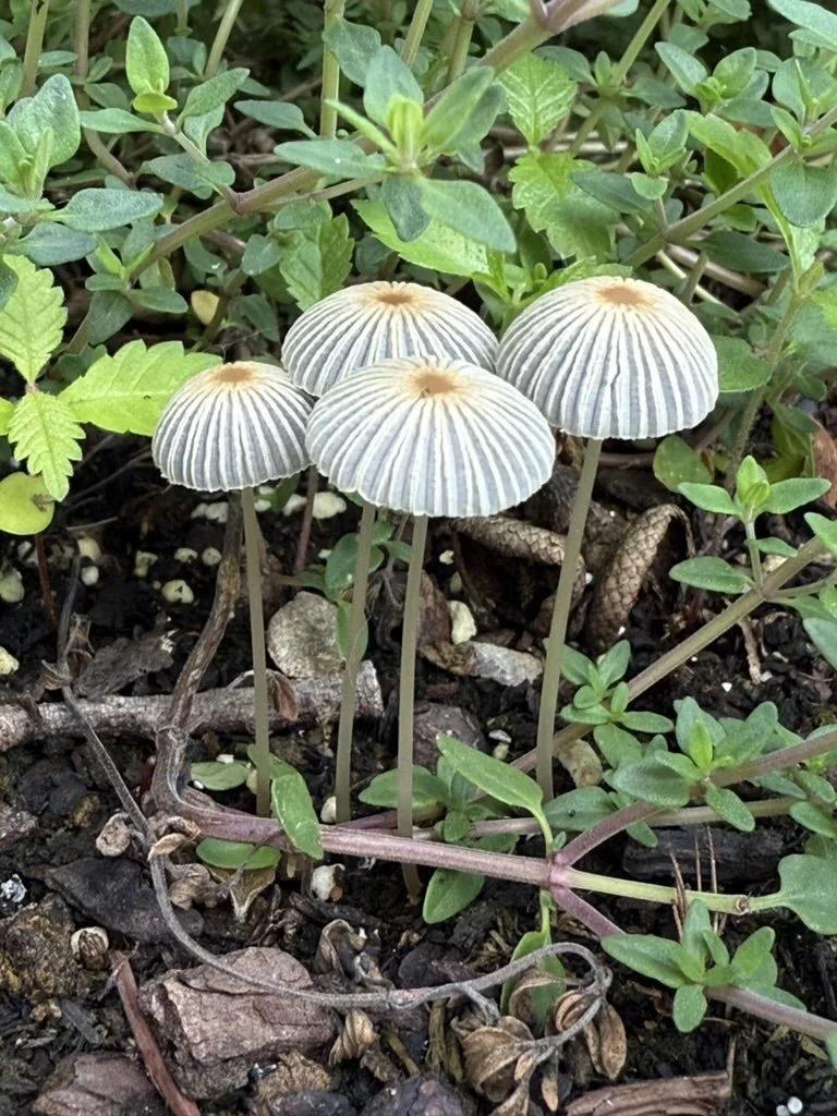 June 13 | Wild Mushroom Basics | Colorado Rockies | Ensō Farm and Forage