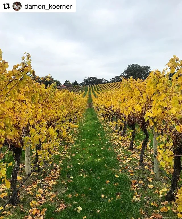 @damon_koerner best of luck for @younggunofwine ・・・
Autumn amongst the vines @adelaidehillswine #adelaidehills #autumn #vineyards