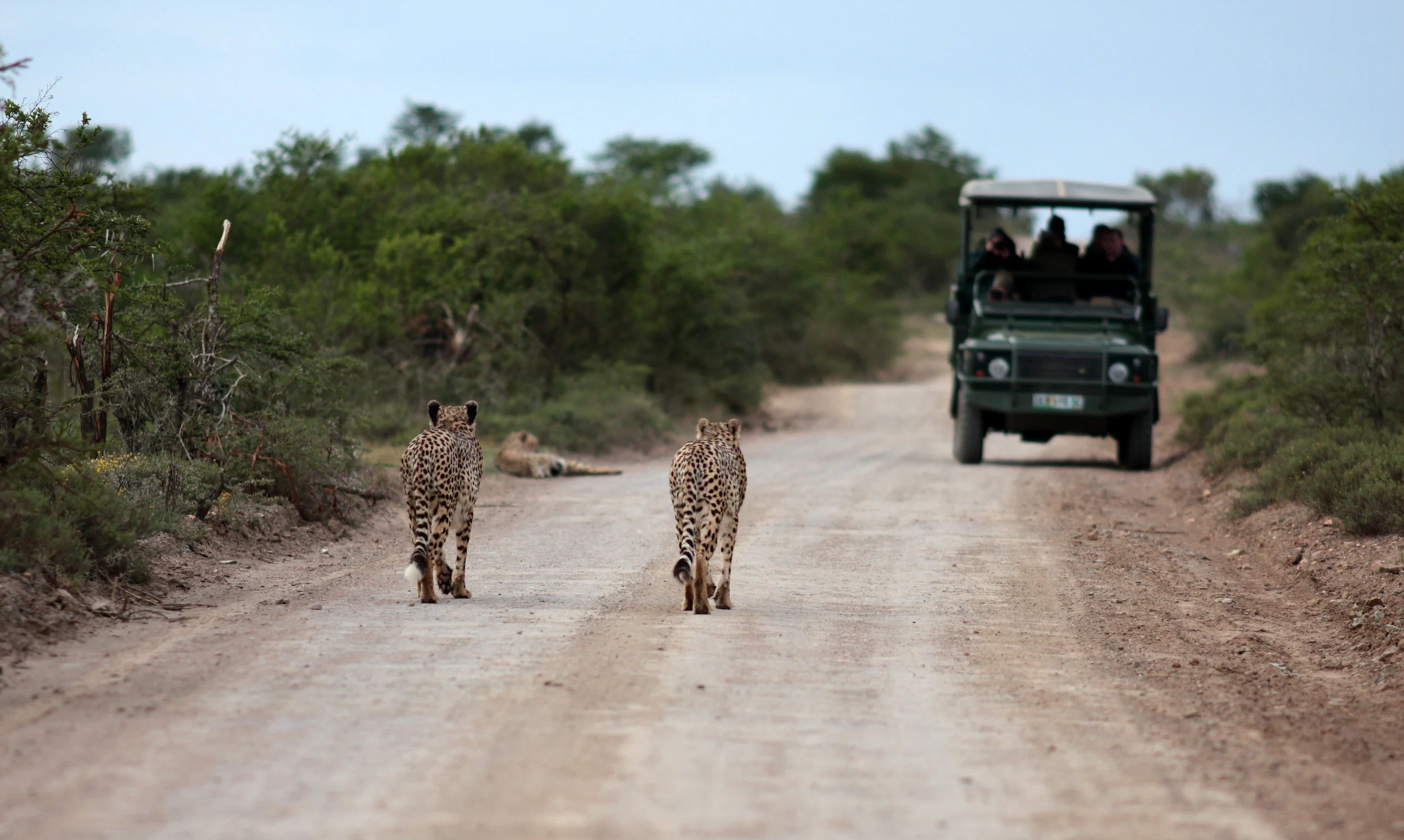 Game Drive.jpeg