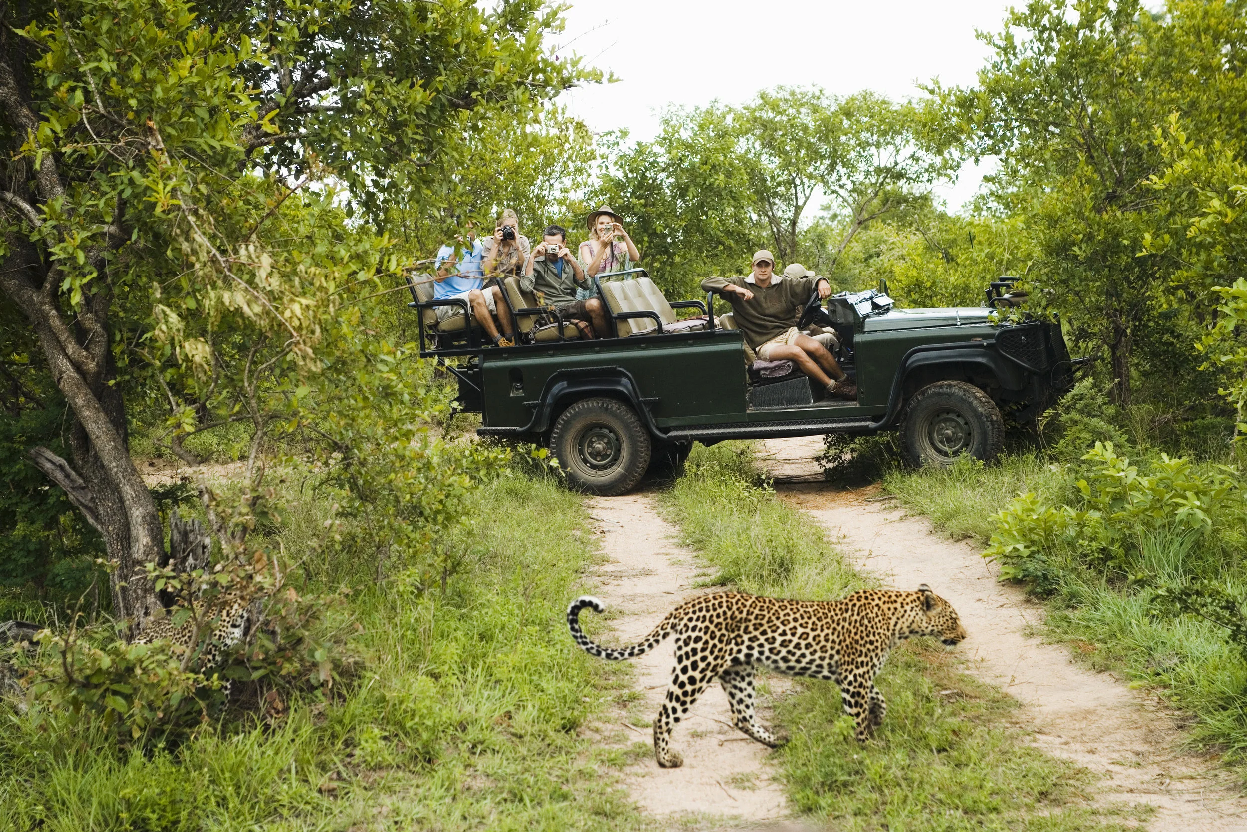 Leopard Game Drive.jpeg