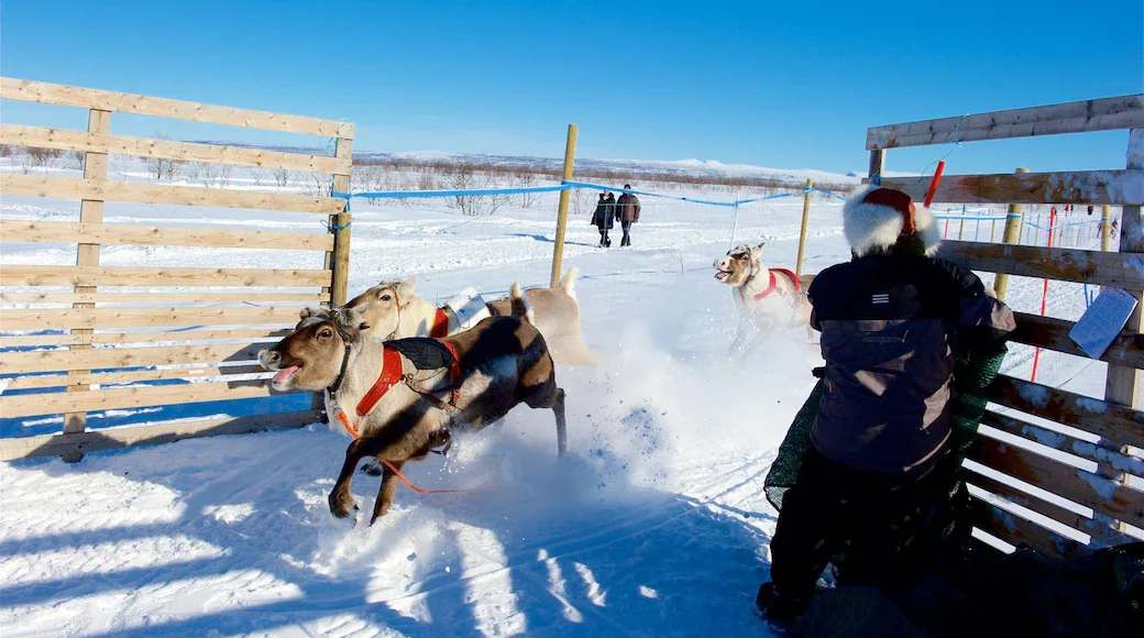 183521-Northern-Norway.webp