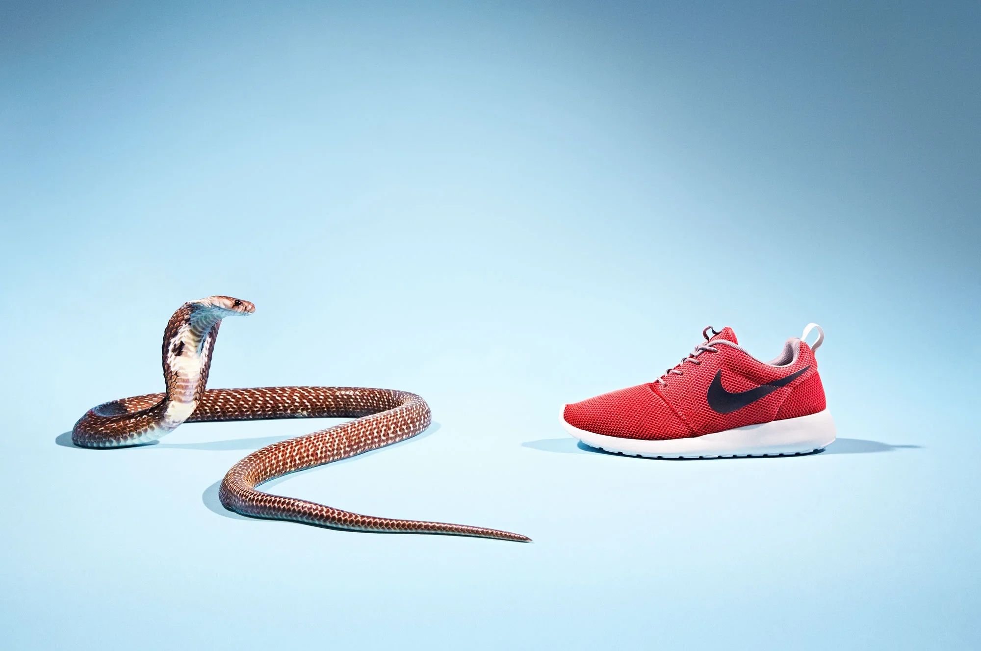 200_Sneakers_JosephFord_Cobra_01.jpg