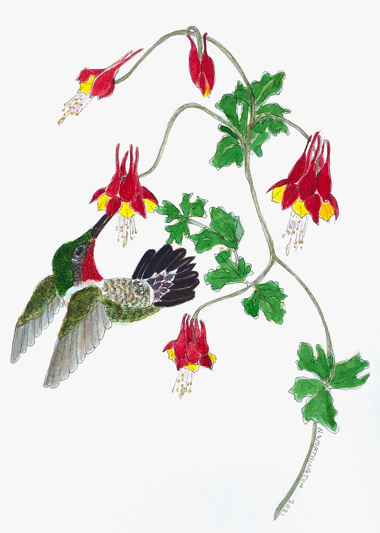 ruby-throated-hummingbird-illustration.jpg