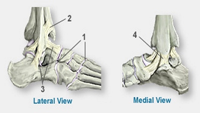Ankle Anatomy — Northwest Orthopedic Surgery, S.C.