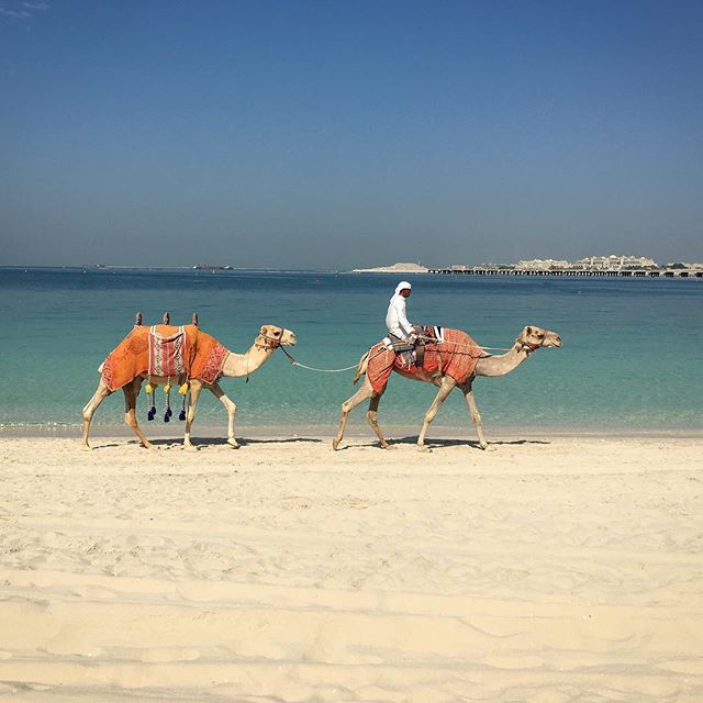 About to go swimming in the Persian Gulf... #dubai #camels #persiangulf