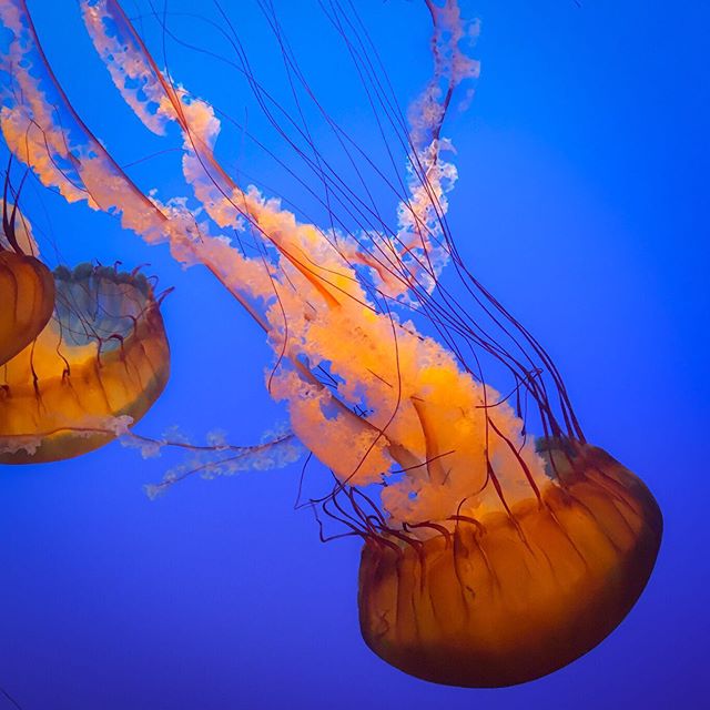 Beautiful Jelly&rsquo;s