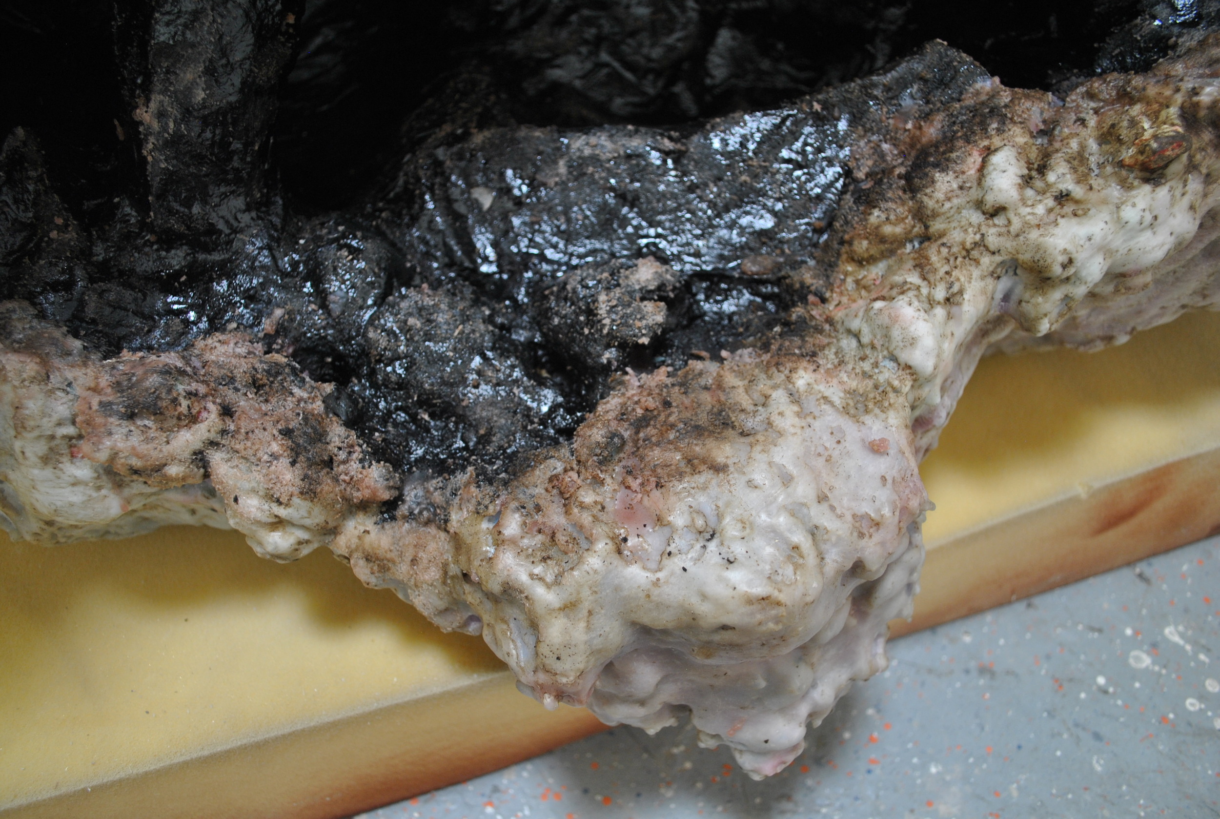 Specimen no. 2, 2015