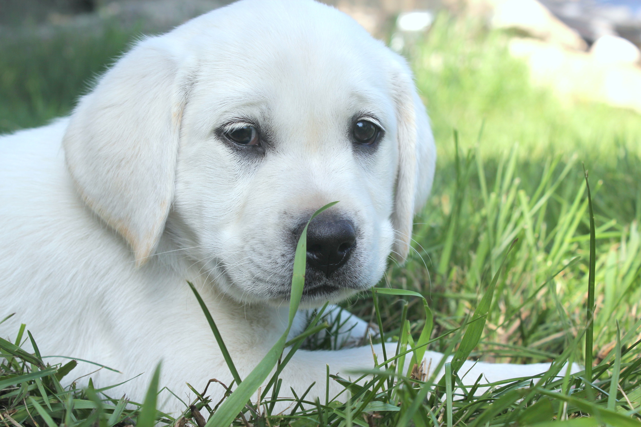 White Lab Calgary | Golden Yellow Labrador Puppy