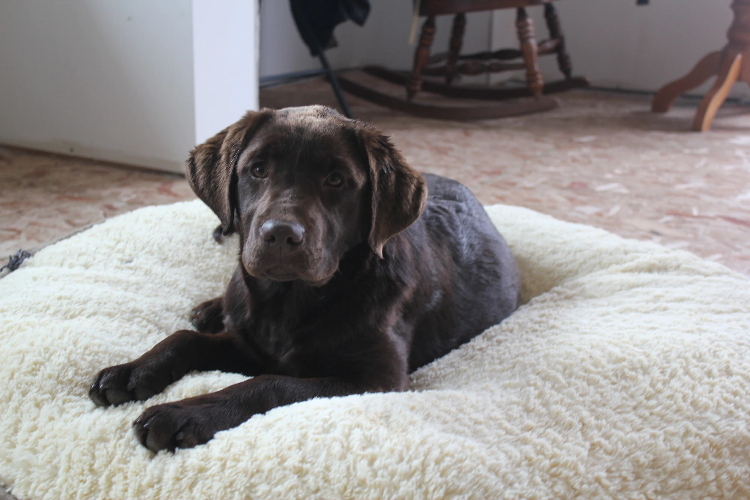 Chocolate Lab Calgary | Chocolate Labrador Puppy