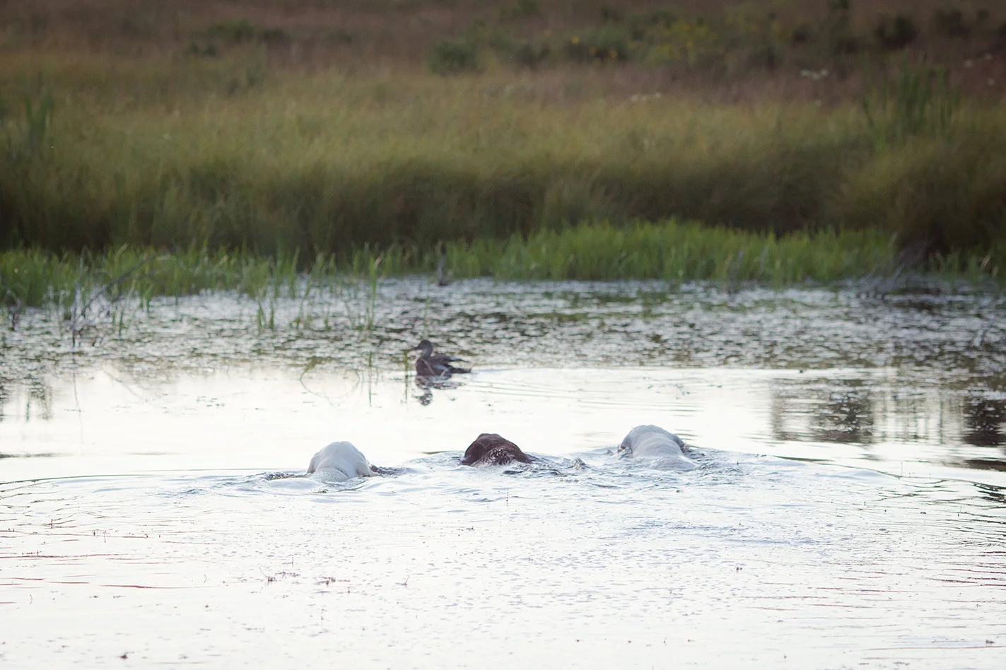 Three Labradors Swimming
