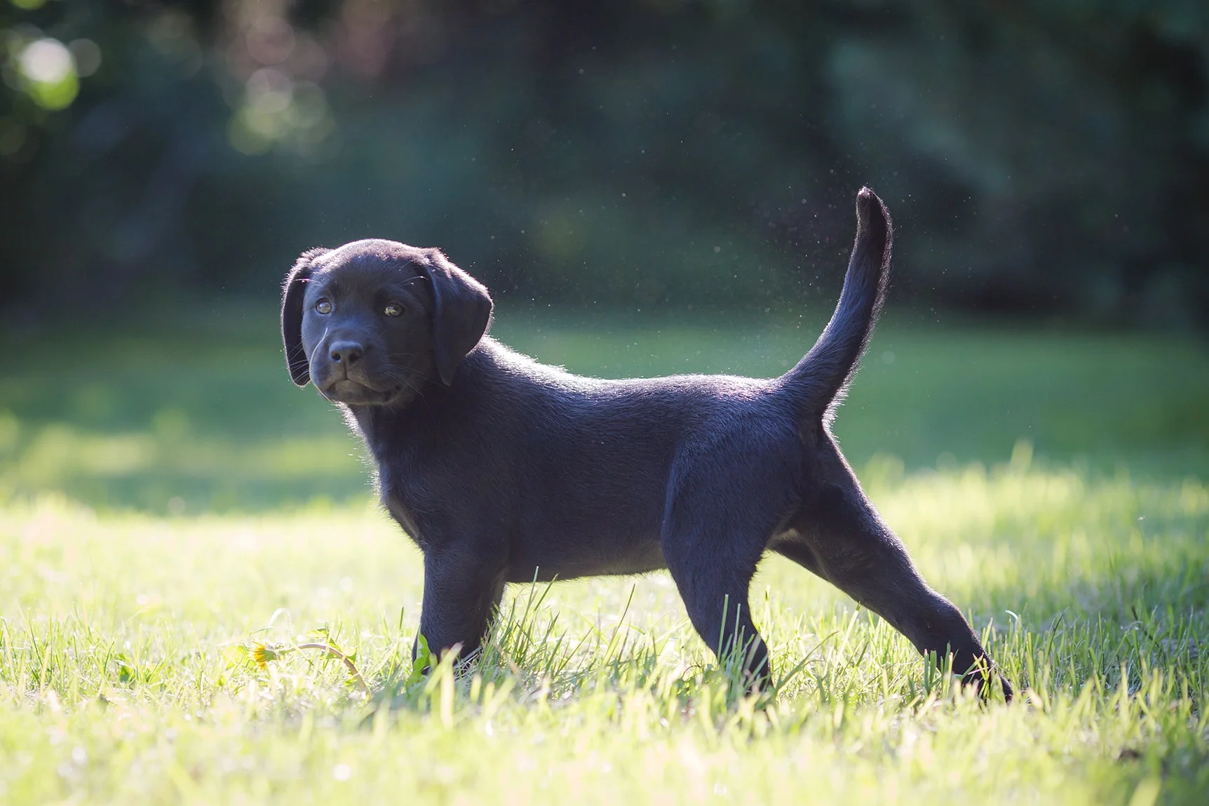 2016 Litter: Thea and Blitzen Black Puppy