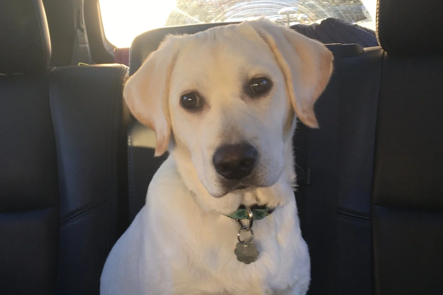 Frosty/Otis Litter 2018