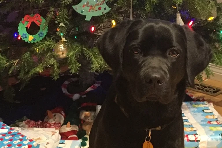 Frosty/Otis Litter 2018