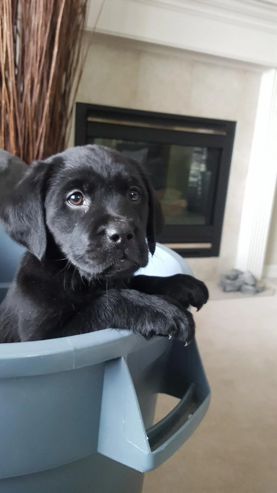 We’ve only had her for 2 days and we just adore her. She’s had no issues settling in and actually slept through the night in her crate last night, waking only once for a few minutes.She’s very affectionate, curious, smart, and of course full of energy. Already, she can sit, stay, shake a paw, climb stairs, and knows her name. How is this possible?