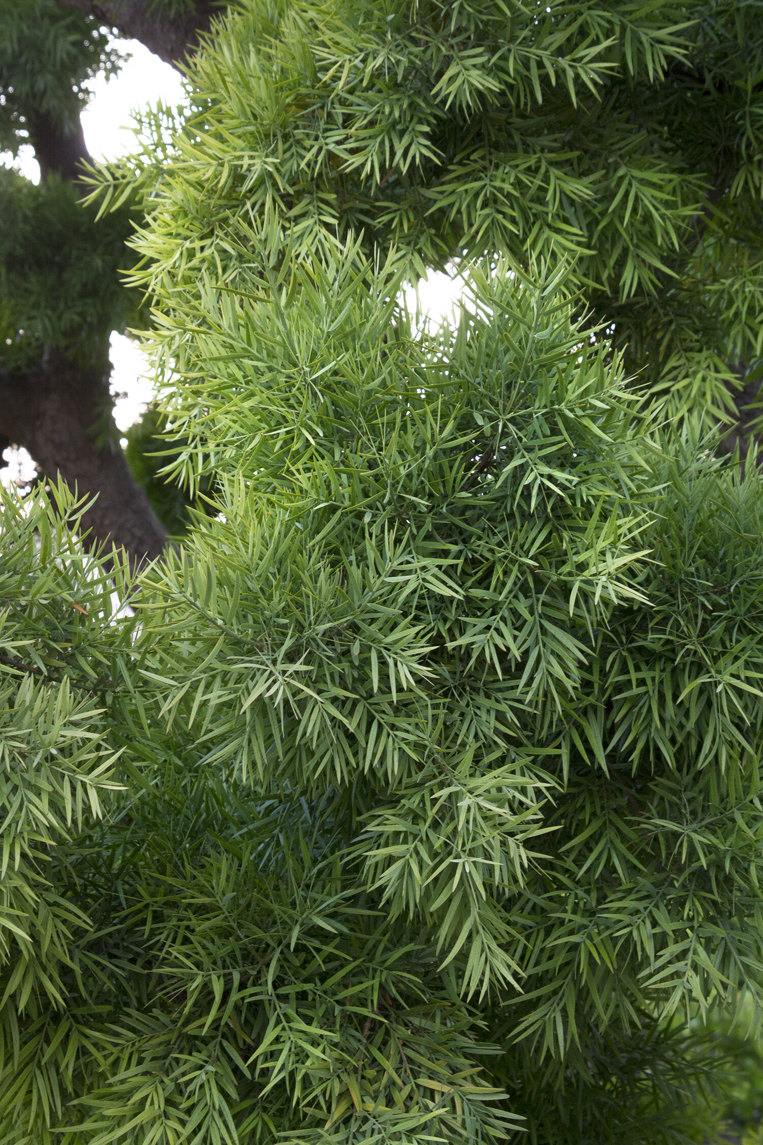 Podocarpus gracilior.jpg