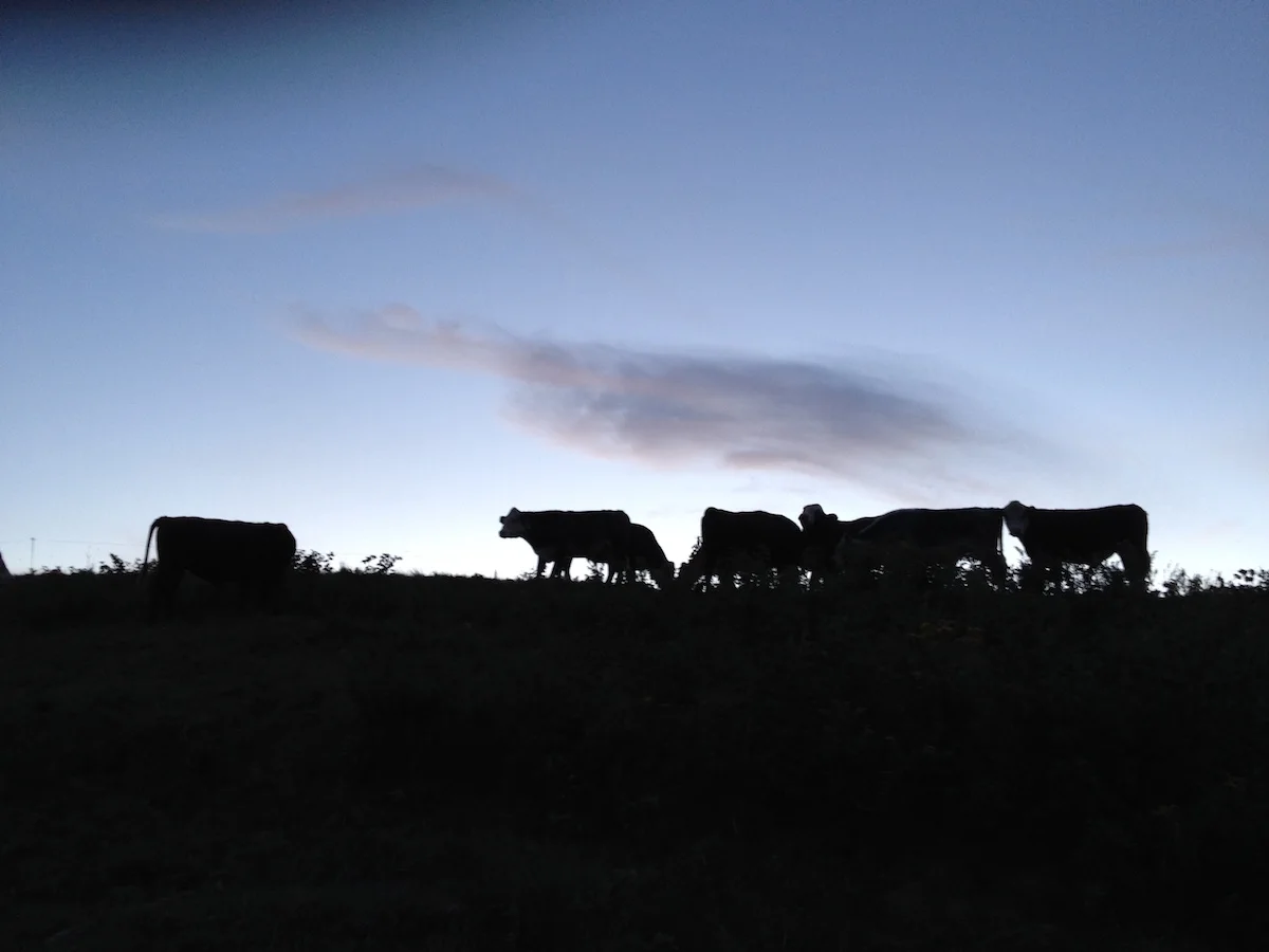 cows-sunset.JPG