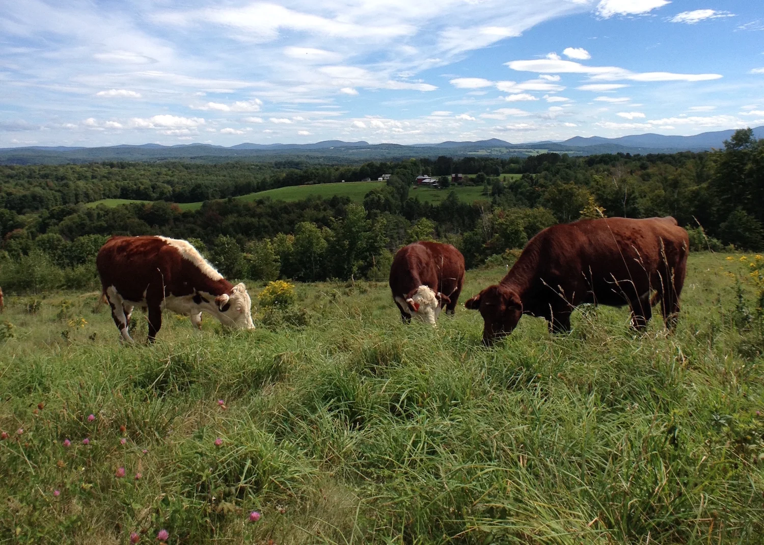 banner-cows.JPG