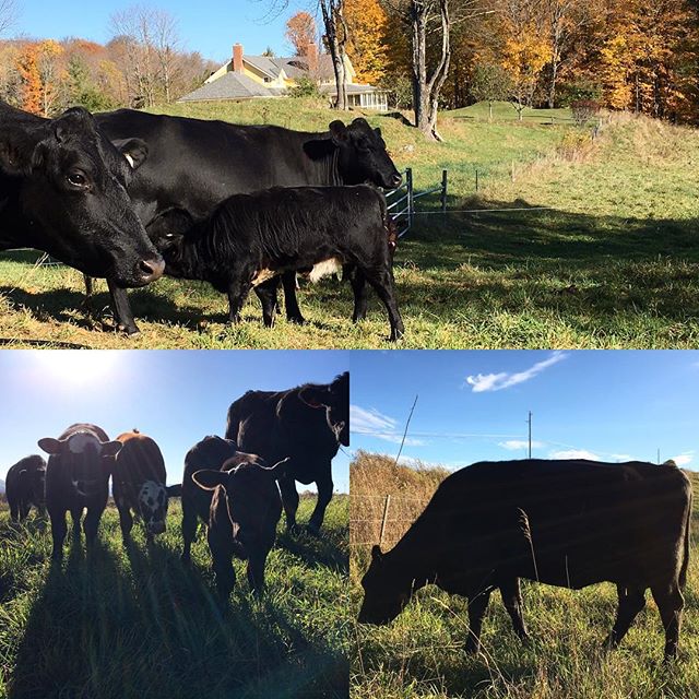 3 cow / calf pairs for sale!  30 month old cows (1/2 - 3/4 angus; 1/2 - 1/4 Holstein) calves born in July (2 bulls, 1 heifer; from Hereford / Devon bull), all grass fed, MIG grazing, with minerals.  All healthy, good moms!  Asking $2000 / pair or rea