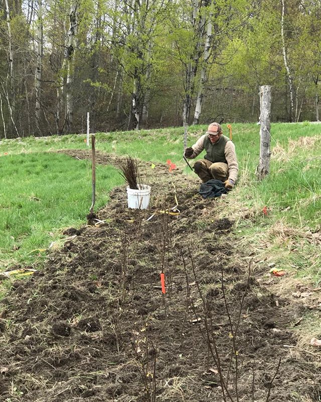 If you missed Aaron of Walking Onion and Robinson Hill Beef at NOFA Mass this weekend - come see us talk about our VT Grassfarmers mini-grant exploring cattle proof hedge installation and maintenance over time at the VT Grassfarmers and Beef Producer