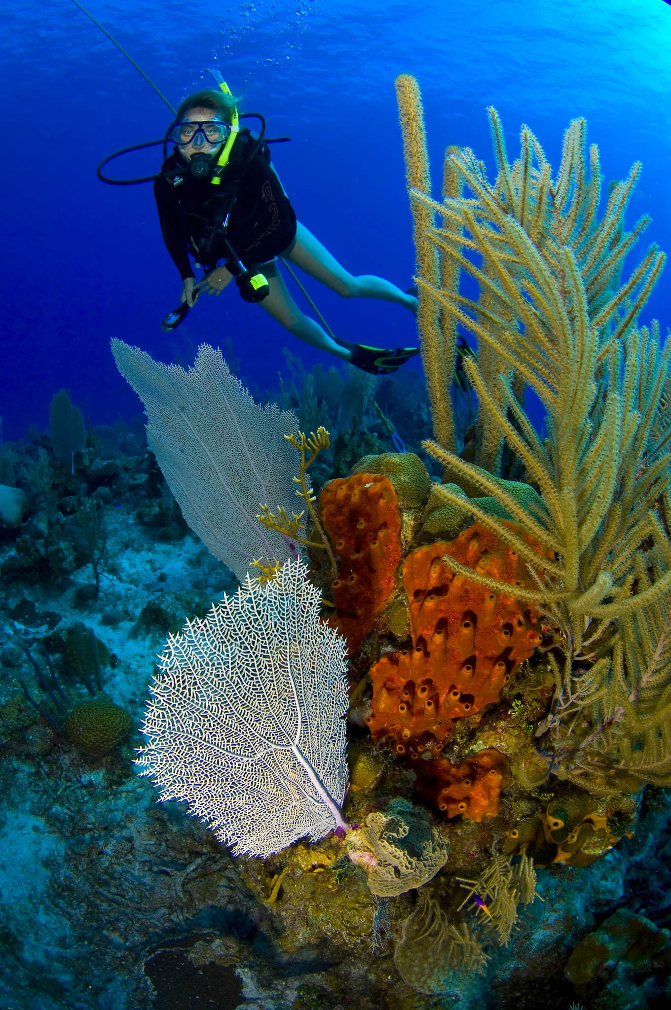  Gabriella Gerbasi | Photography | My Life in Shades of Blue  Underwater photography, scuba diving and freediving around the Caribbean. Swimming and diving with sea turtles, sharks and dolphins in the open ocean. 