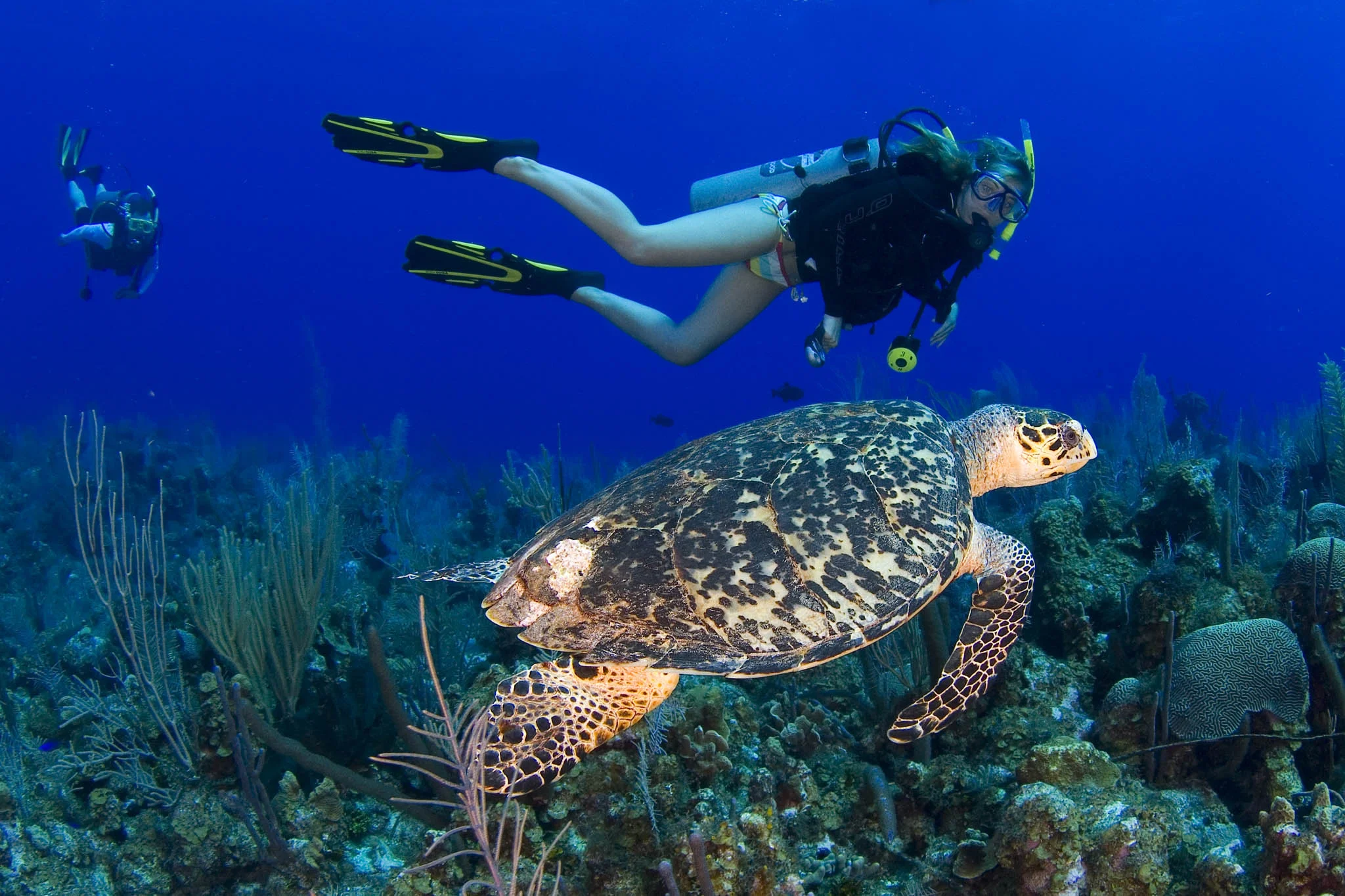  Gabriella Gerbasi | Photography | My Life in Shades of Blue  Underwater photography, scuba diving and freediving around the Caribbean. Swimming and diving with sea turtles, sharks and dolphins in the open ocean. 