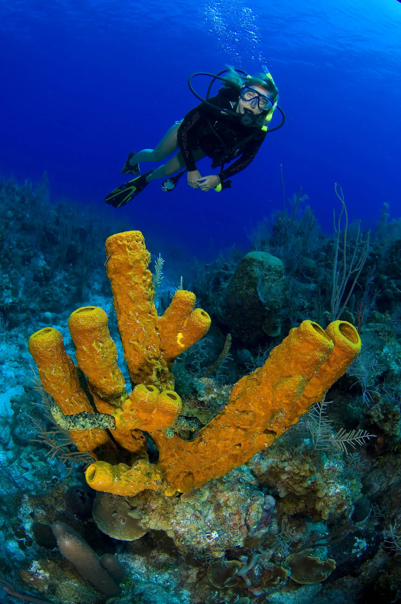  Gabriella Gerbasi | Photography | My Life in Shades of Blue  Underwater photography, scuba diving and freediving around the Caribbean. Swimming and diving with sea turtles, sharks and dolphins in the open ocean. 