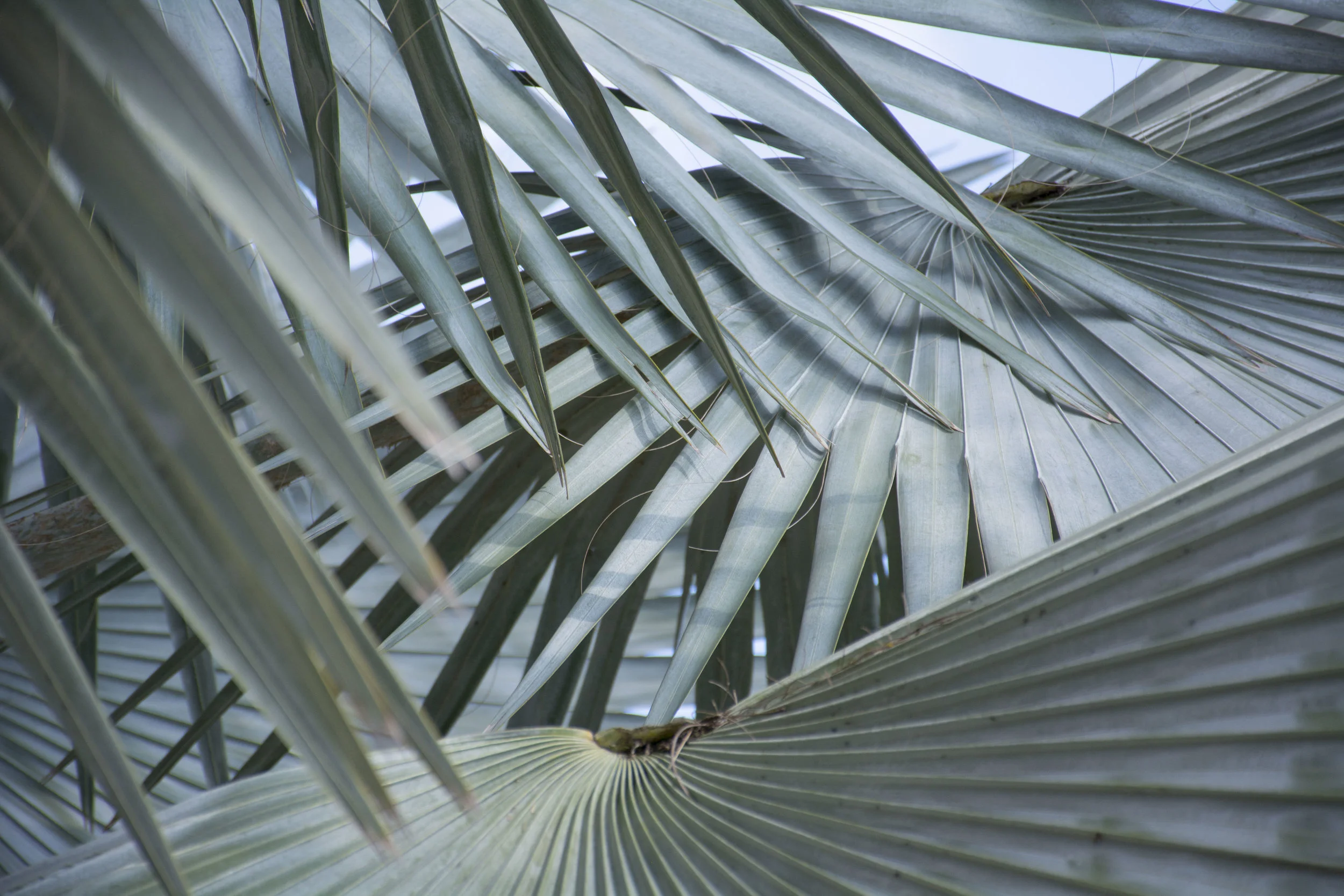  Gabriella Gerbasi | Photography | My Life in Shades of Blue  Travel photography Florida - Welcome to the sunshine state because a bad day in Florida is still better than a good day anywhere else. Beautiful Florida beaches, clear blue ocean, palm tre