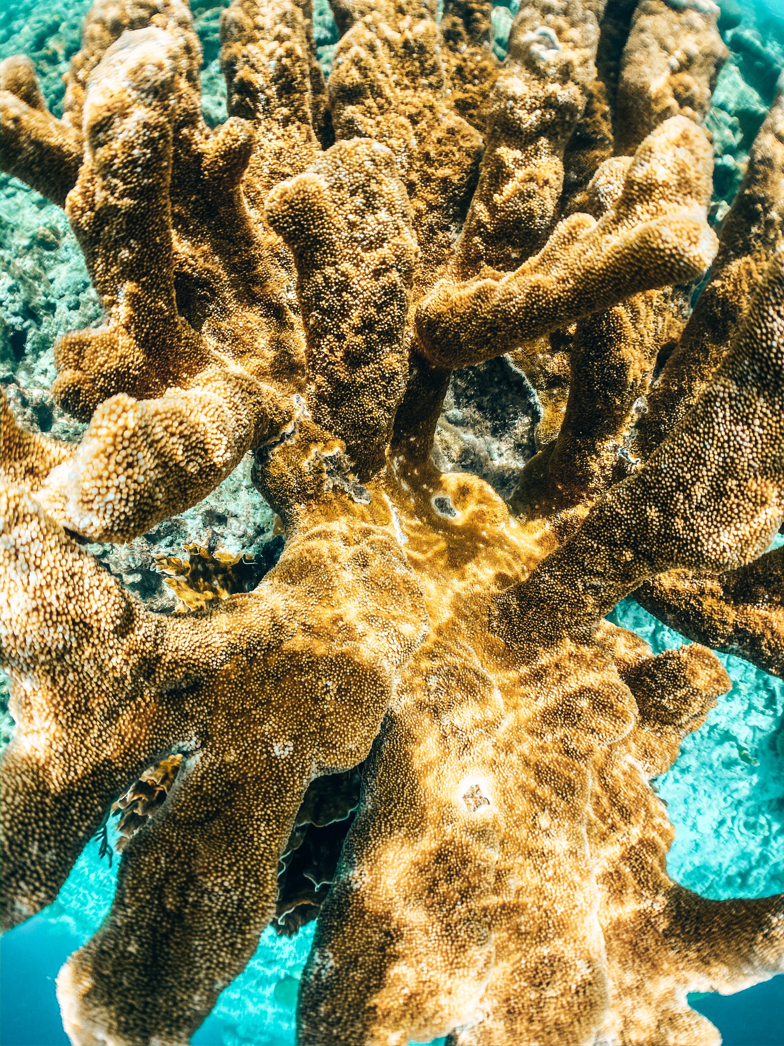  Gabriella Gerbasi | Photography | My Life in Shades of Blue  Underwater photography, scuba diving and freediving around the Caribbean. Swimming and diving with sea turtles, sharks and dolphins in the open ocean. 