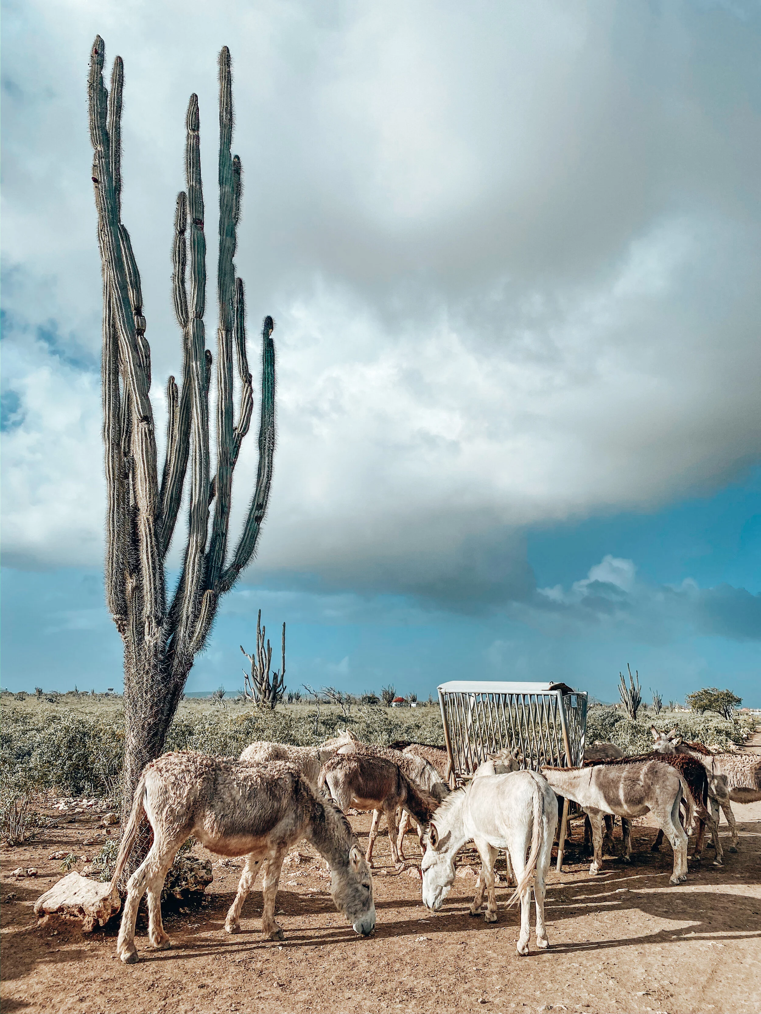  Gabriella Gerbasi | Photography | My Life in Shades of Blue   Bonaire is an island in the Caribbean Sea and its capital is Kralendijk, located near the ocean on the lee side of the island. Aruba, Bonaire and Curaçao form the ABC islands. Snorkeling 