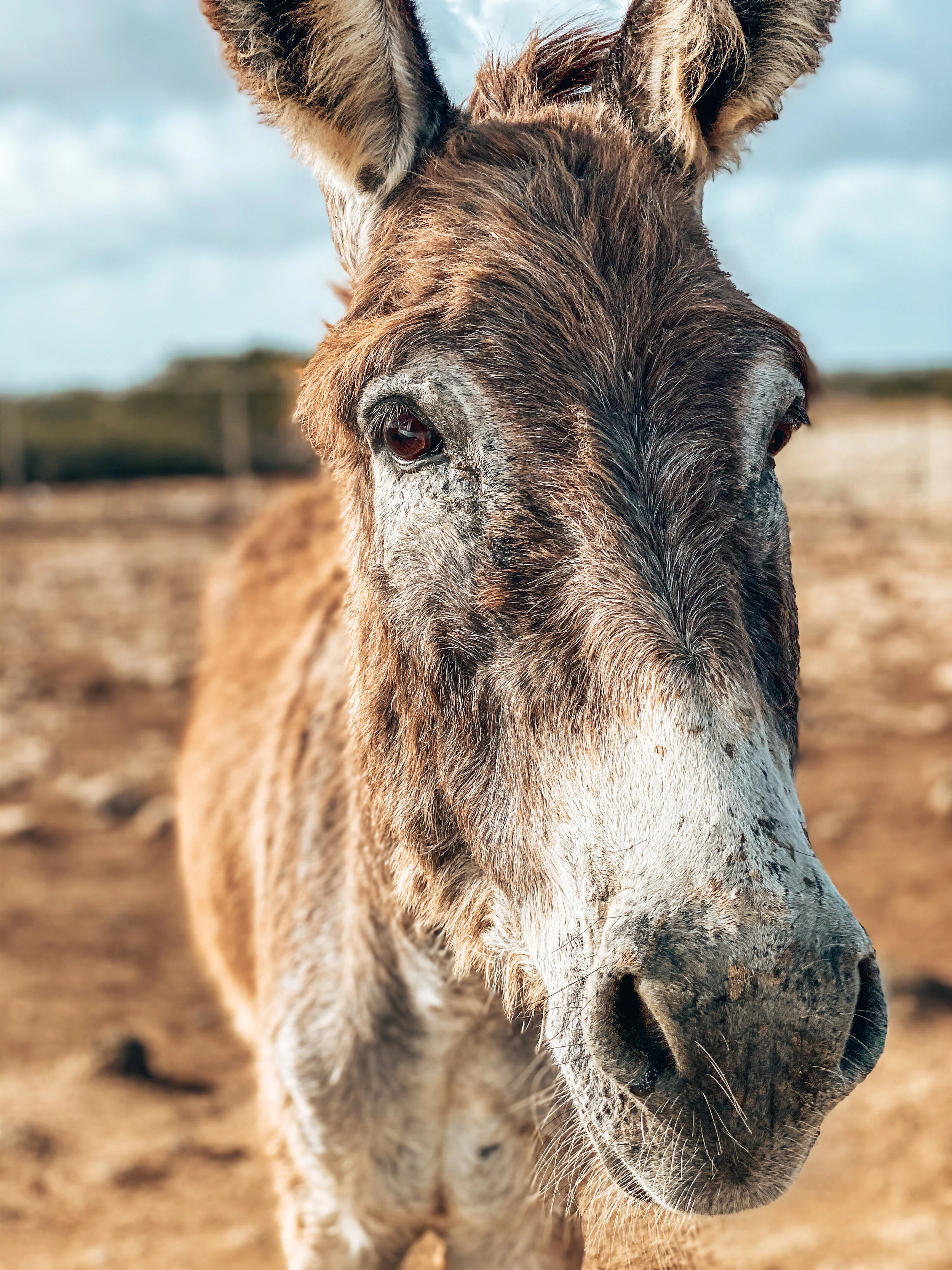  Gabriella Gerbasi | Photography | My Life in Shades of Blue   Bonaire is an island in the Caribbean Sea and its capital is Kralendijk, located near the ocean on the lee side of the island. Aruba, Bonaire and Curaçao form the ABC islands. Snorkeling 