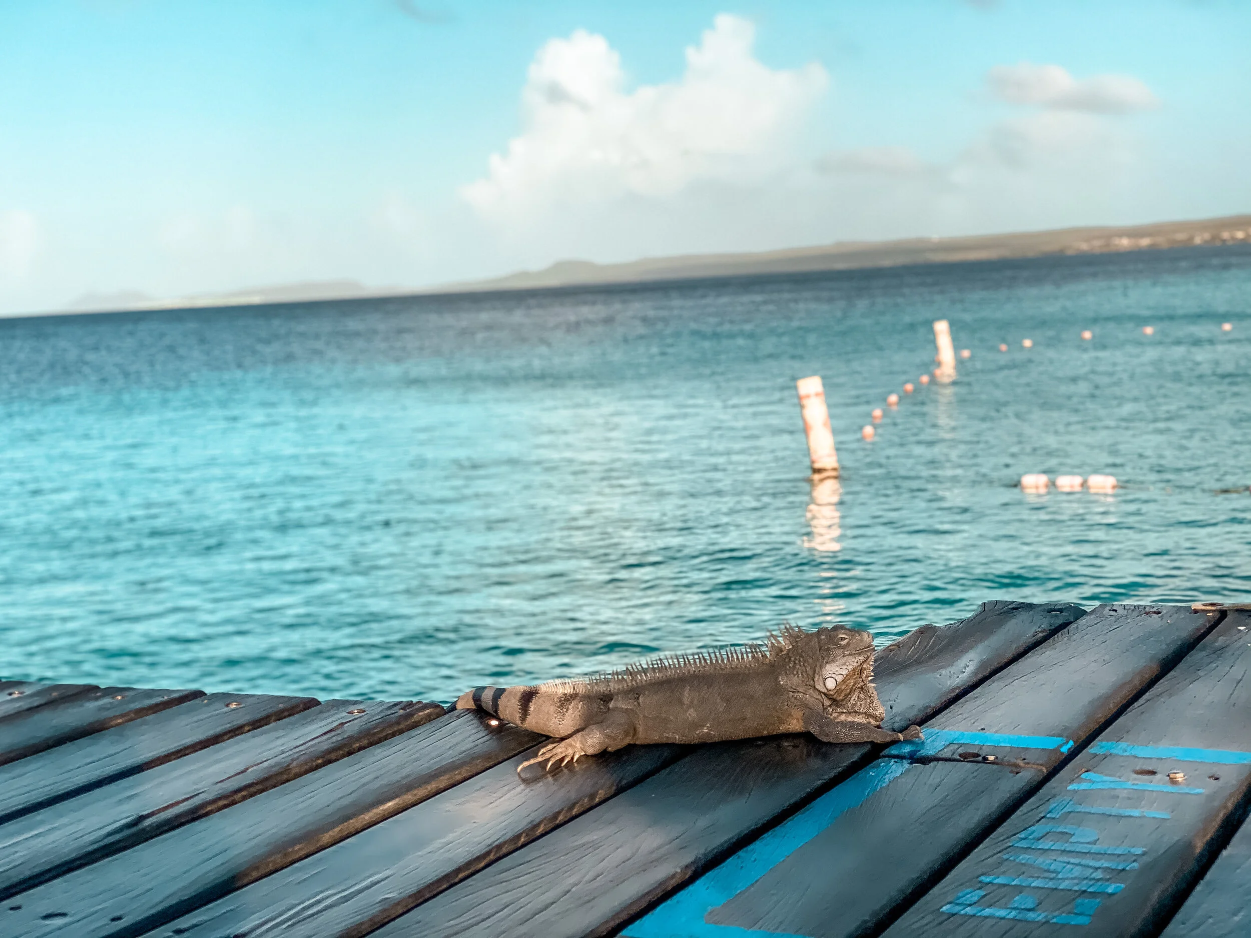  Gabriella Gerbasi | Photography | My Life in Shades of Blue   Bonaire is an island in the Caribbean Sea and its capital is Kralendijk, located near the ocean on the lee side of the island. Aruba, Bonaire and Curaçao form the ABC islands. Snorkeling 