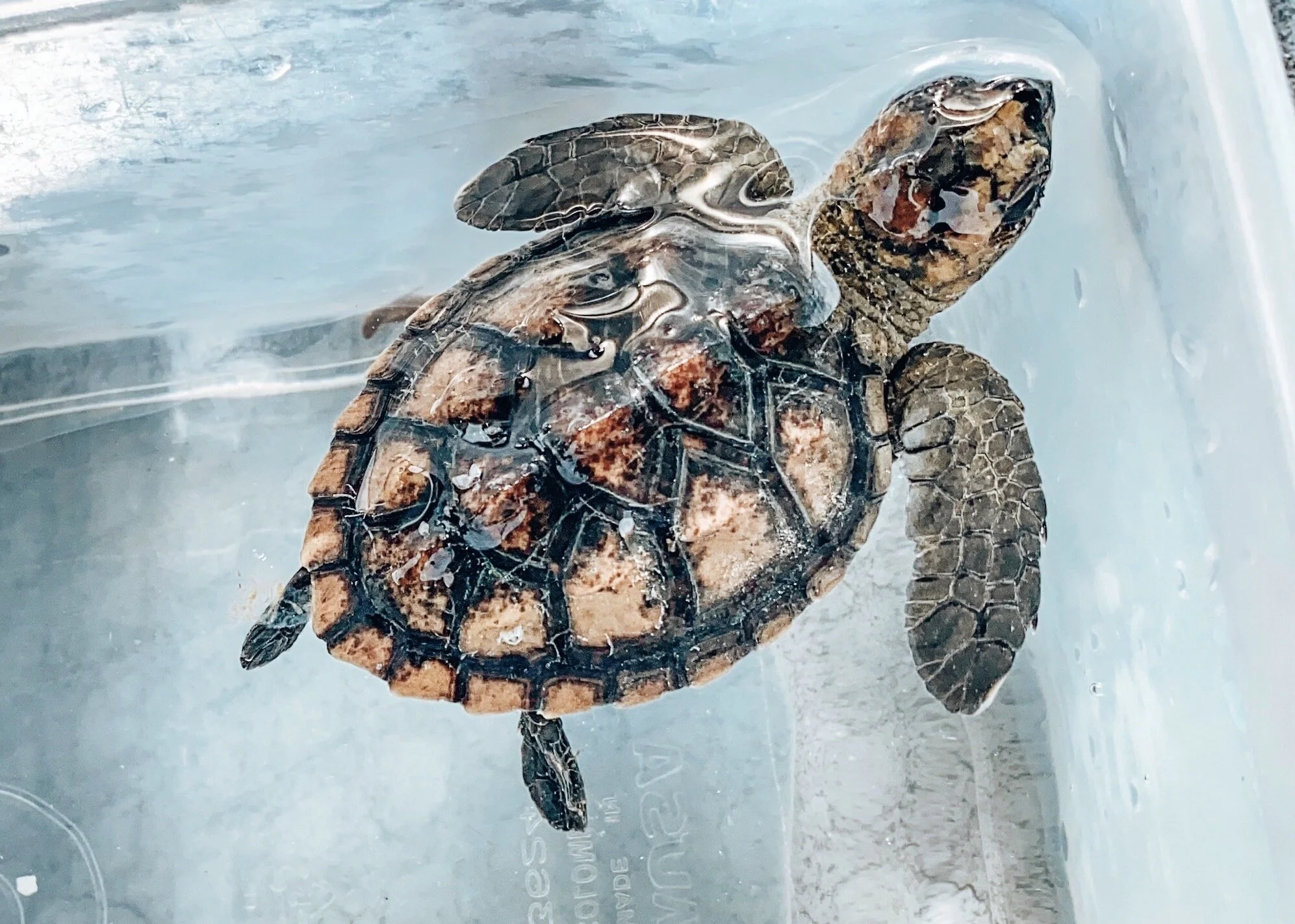  Gabriella Gerbasi | Photography | My Life in Shades of Blue   Bonaire is an island in the Caribbean Sea and its capital is Kralendijk, located near the ocean on the lee side of the island. Aruba, Bonaire and Curaçao form the ABC islands. Snorkeling 