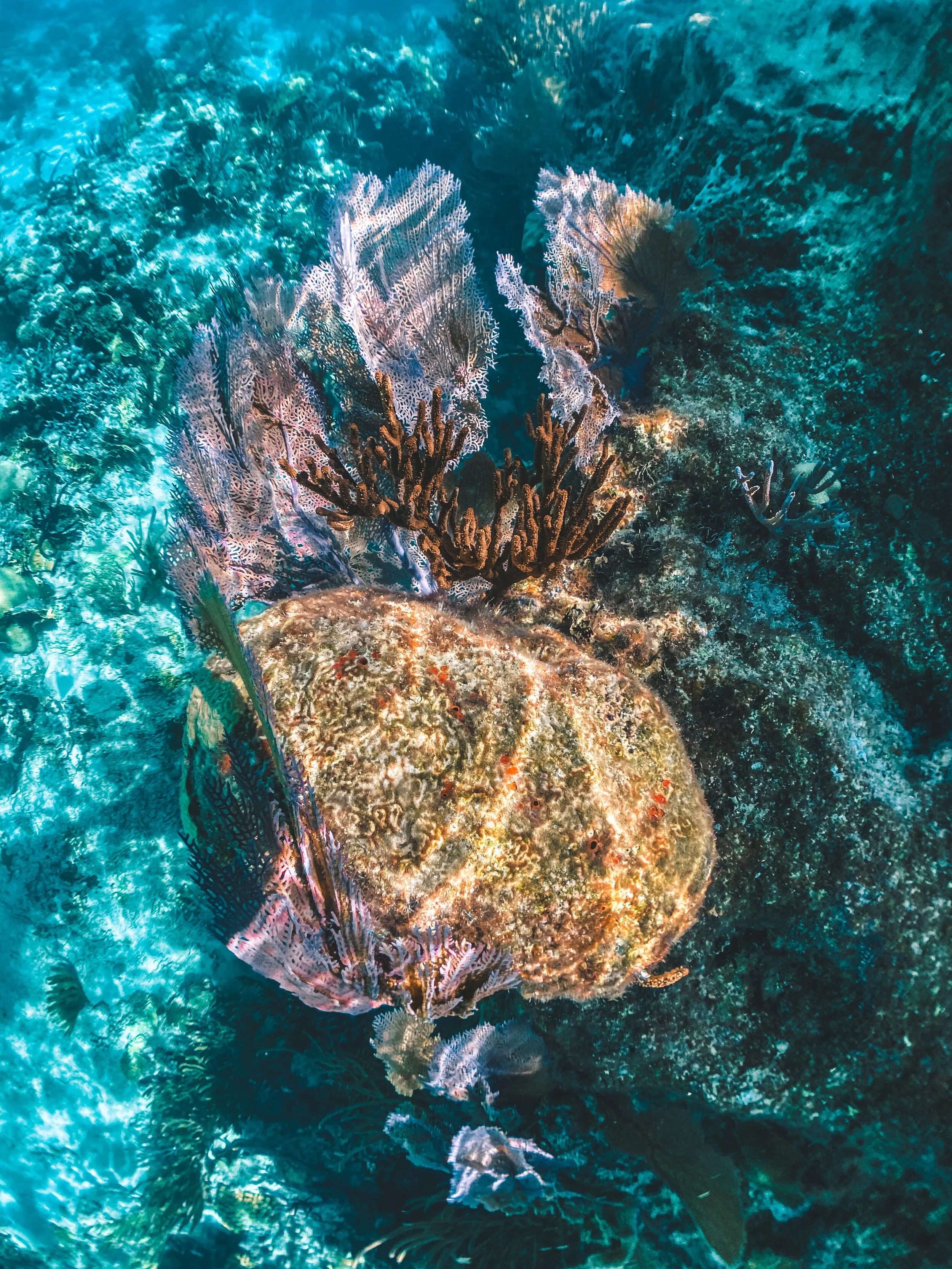  Gabriella Gerbasi | Photography | My Life in Shades of Blue  Underwater photography, scuba diving and freediving around the Caribbean. Swimming and diving with sea turtles, sharks and dolphins in the open ocean. 