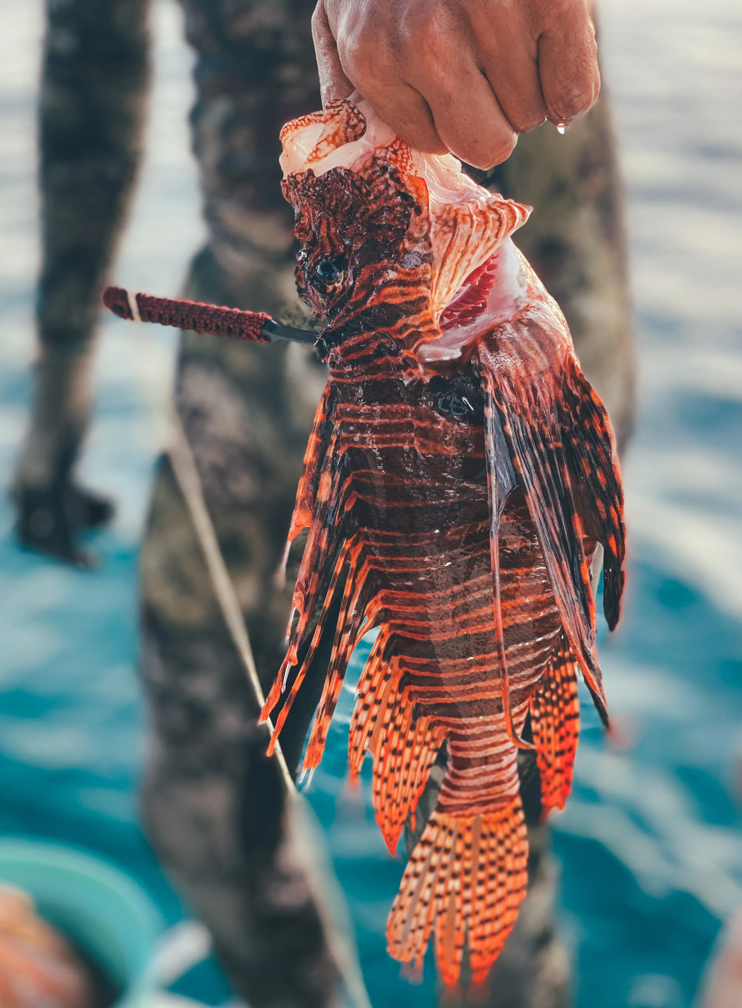  Fresh caught lionfish in the Bahamas.  