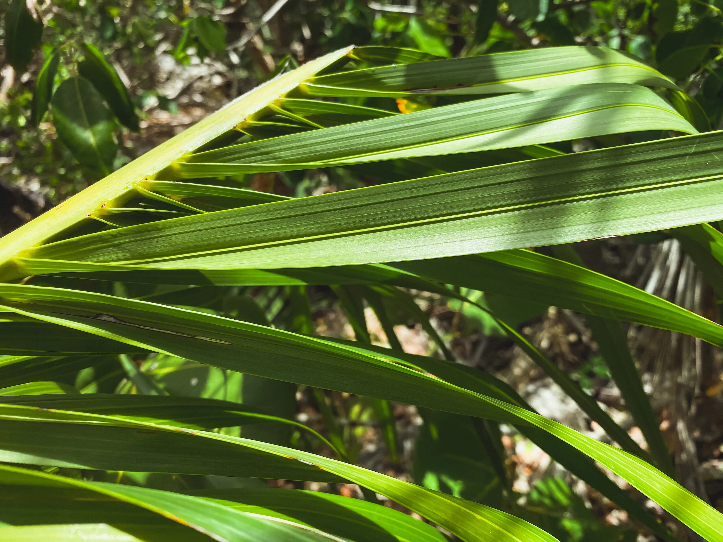  Tropical vibes and palm tree leaves while island exploring in the Bahamas. 