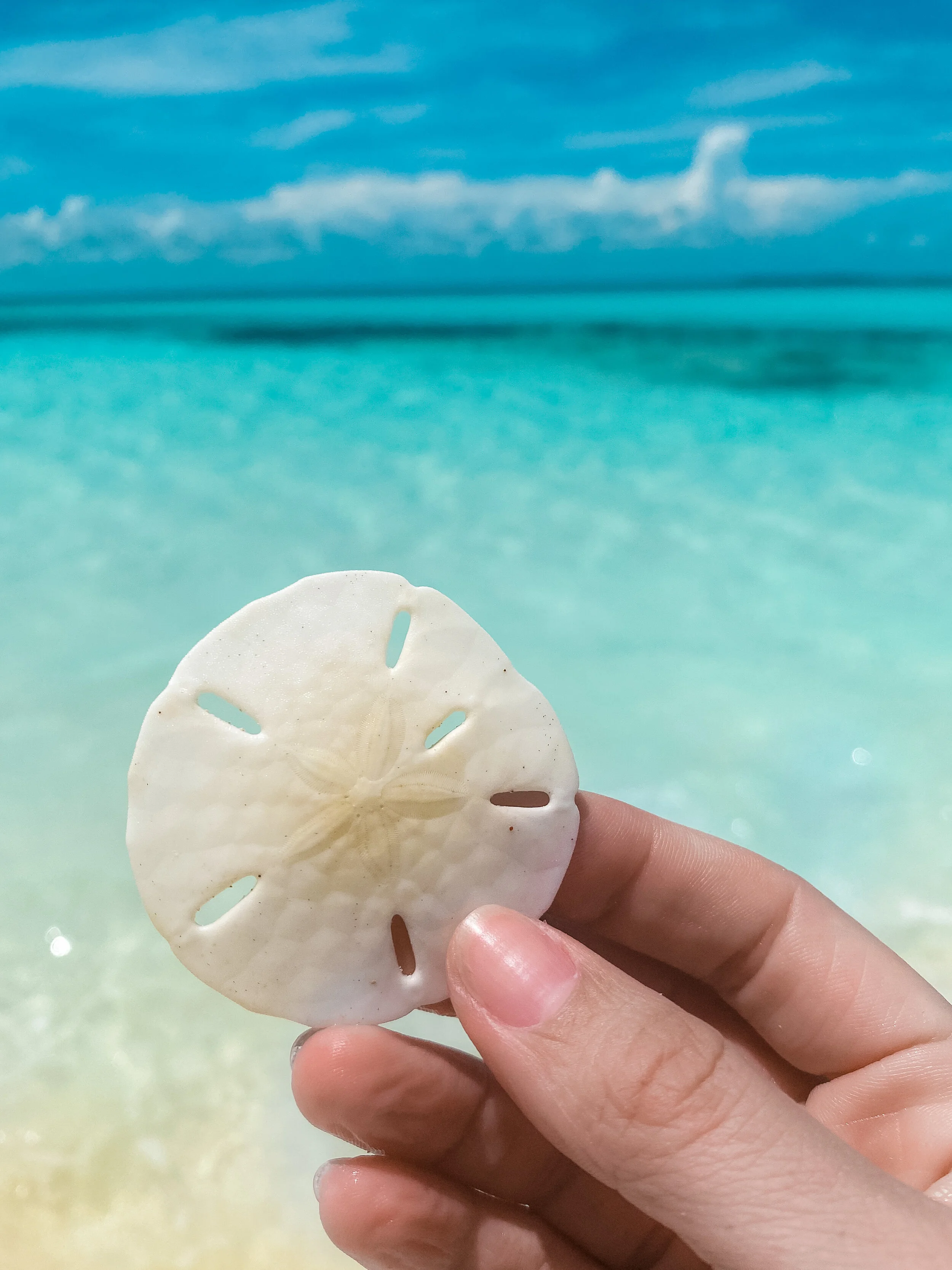  A sand dollar and a crystal blue ocean is all it takes to make me happy.  