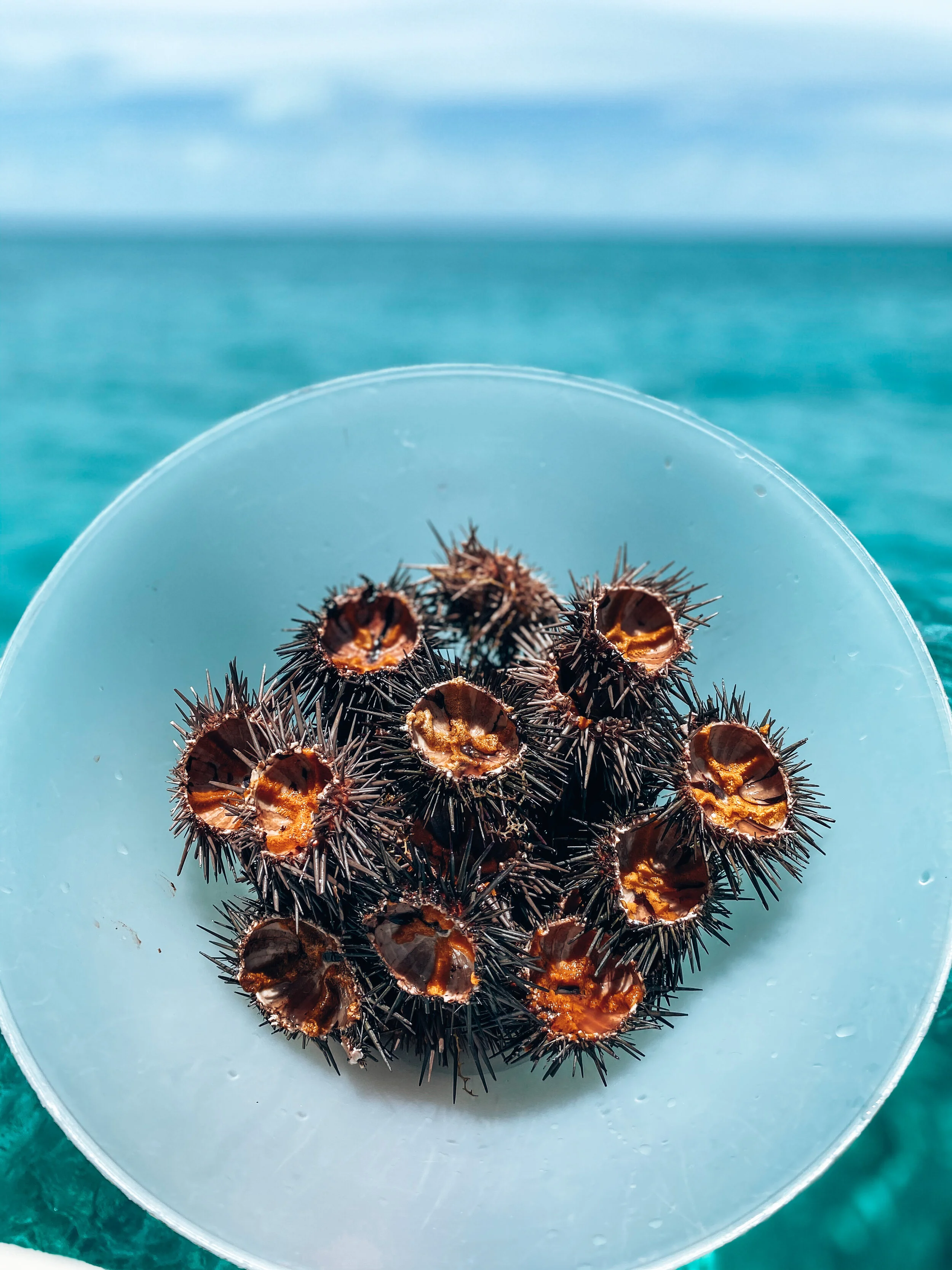  Fresh caught colourful uni or sea urchins for lunch.  