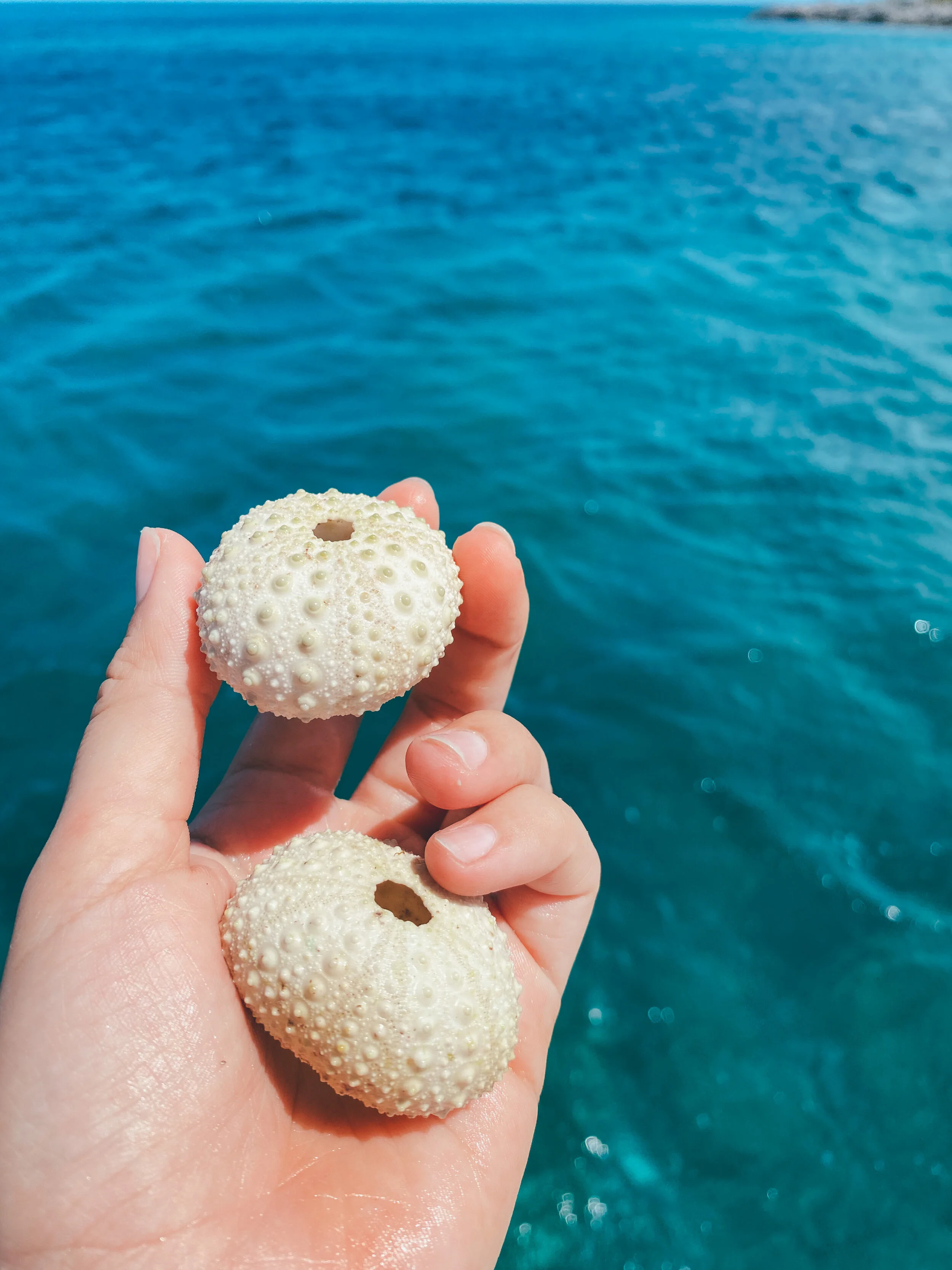  Ocean treasures given to me by my friends. Angel would always give me all the sand dollars and sea urchins he found at the bottom of the sea. 