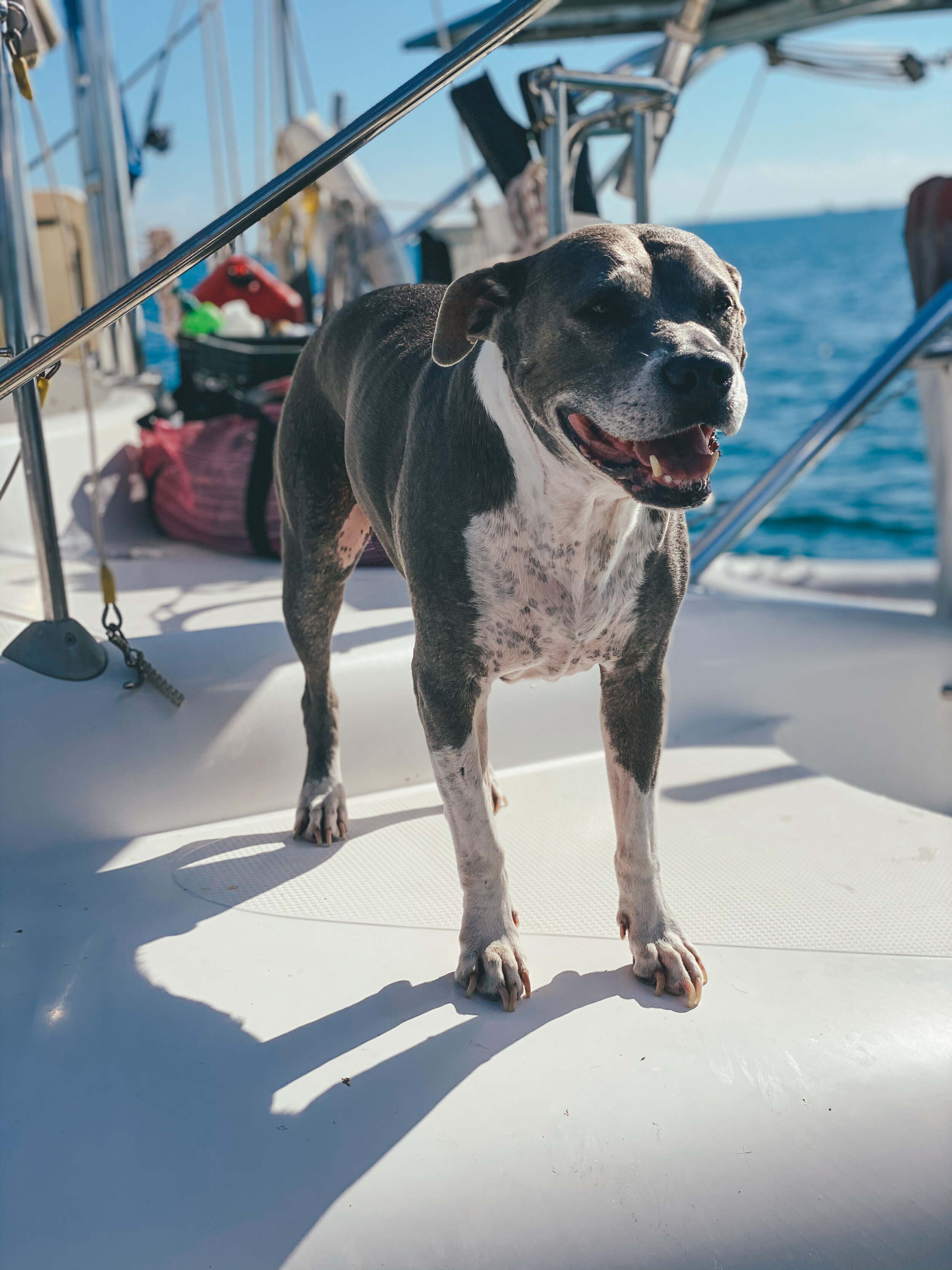  Zeaky at sea must be the coolest dog I’ve ever met. Have you ever seen a dog that lives on a sailboat? 