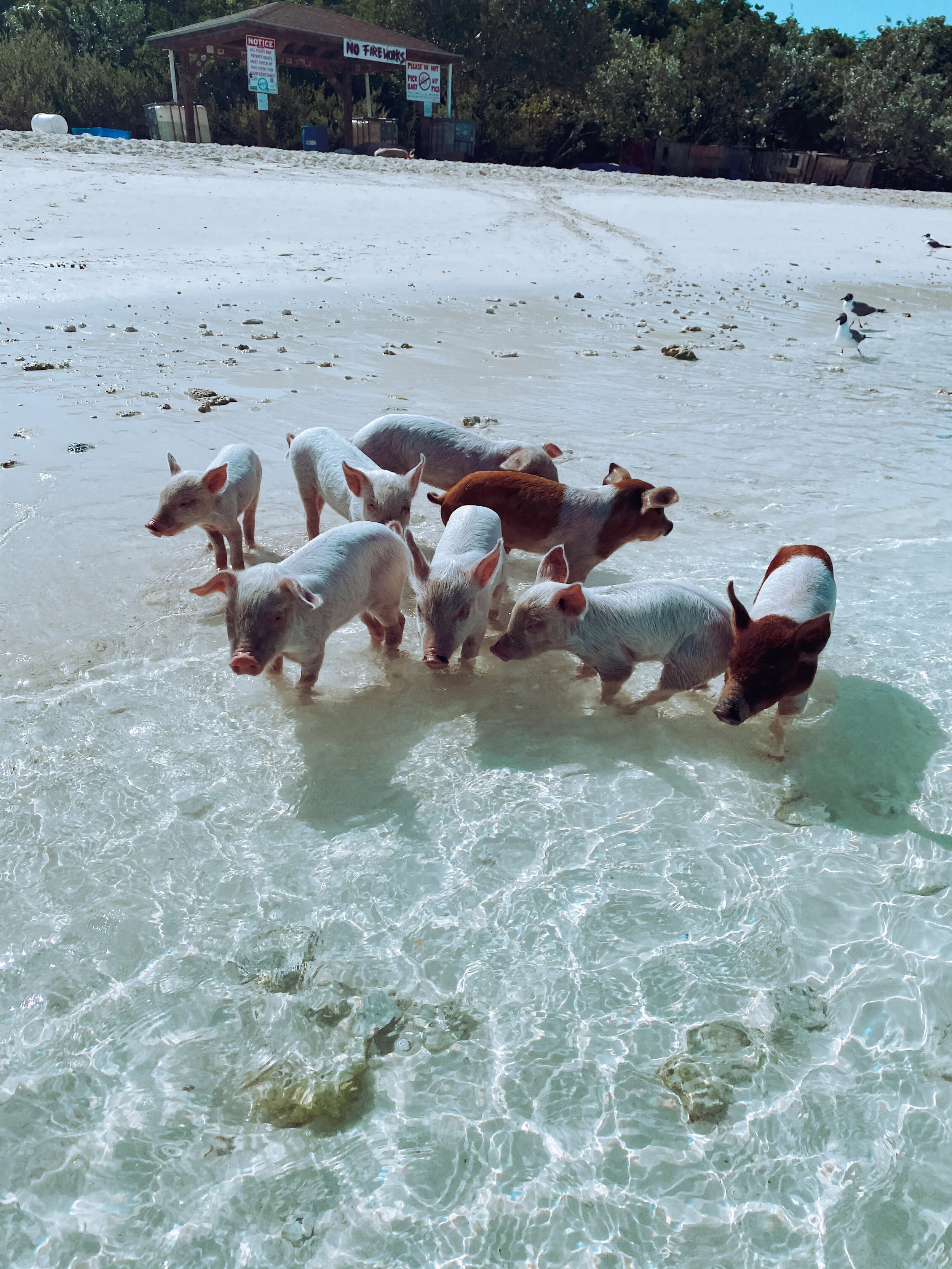  Pigs of Paradise. Little piglets taking a swim in Staniel Cay. 