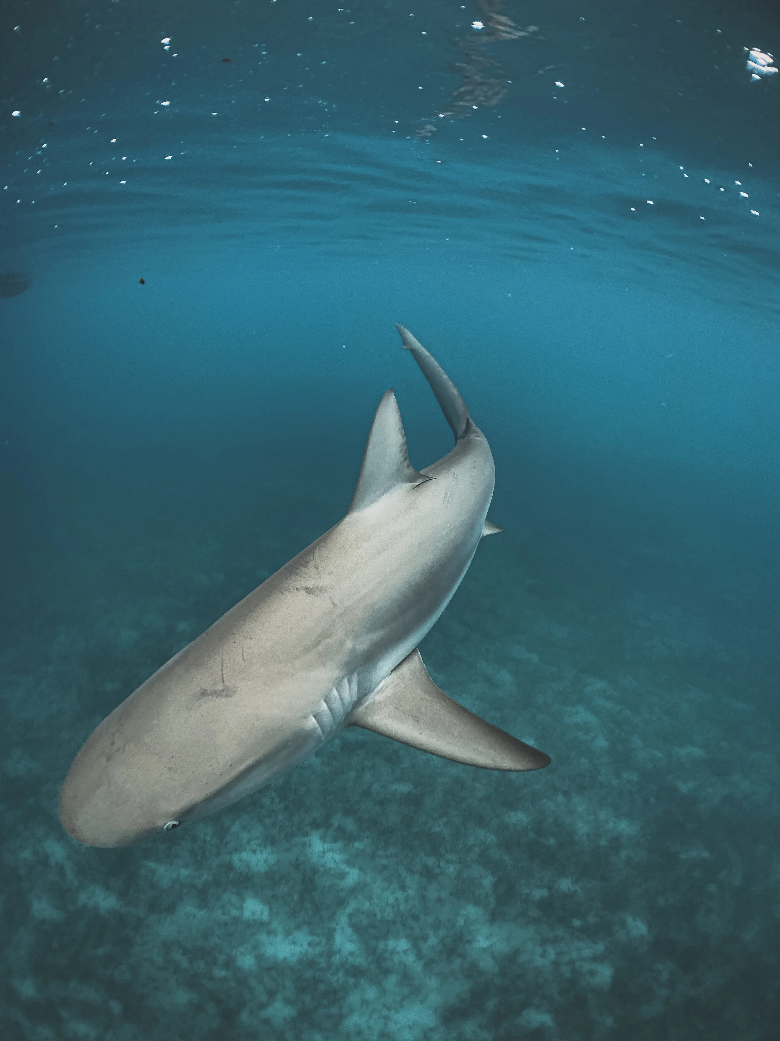  Gabriella Gerbasi | Photography | My Life in Shades of Blue  Underwater photography, scuba diving and freediving around the Caribbean. Swimming and diving with sea turtles, sharks and dolphins in the open ocean. 