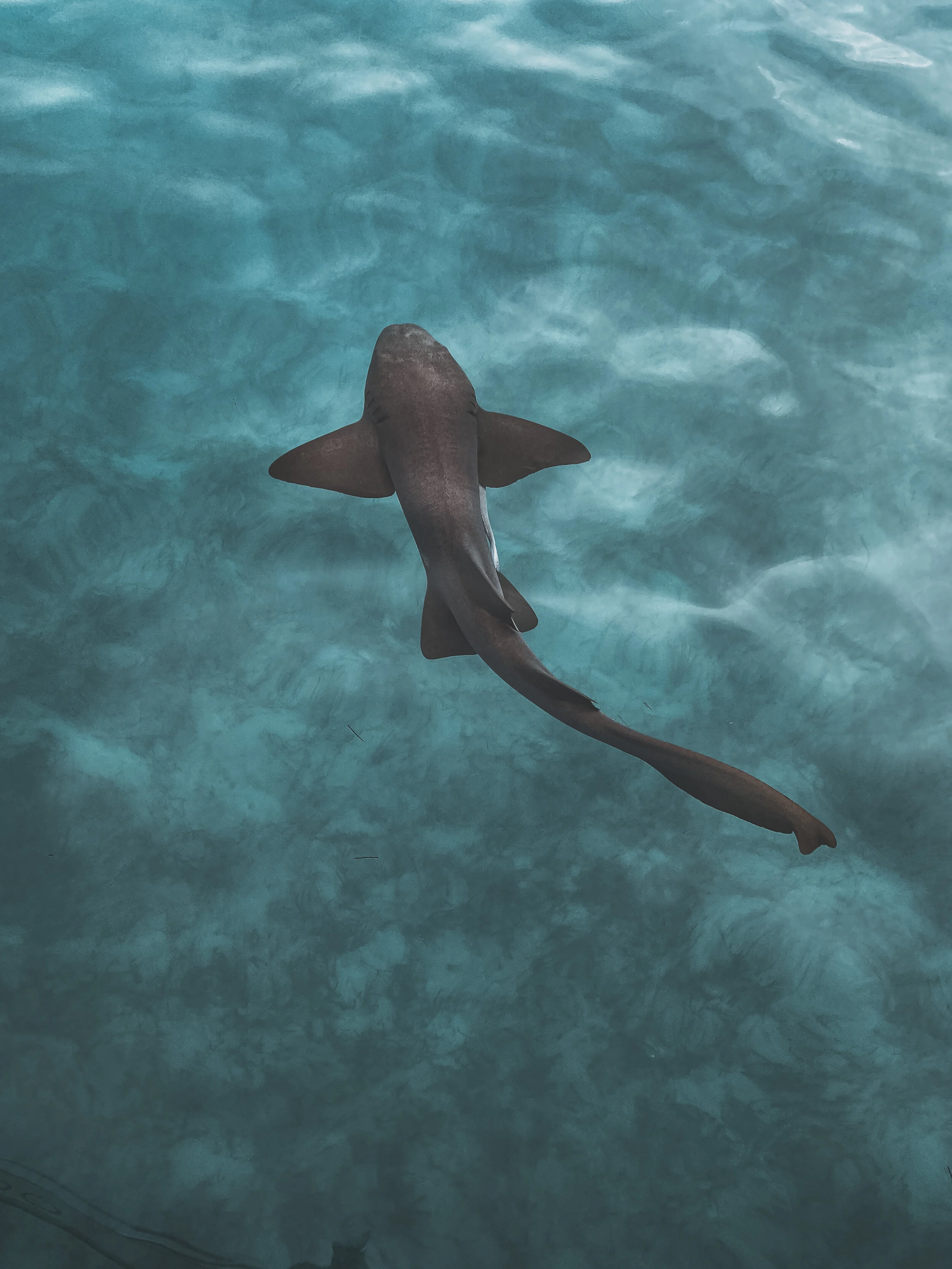  Gabriella Gerbasi | Photography | My Life in Shades of Blue  Underwater photography, scuba diving and freediving around the Caribbean. Swimming and diving with sea turtles, sharks and dolphins in the open ocean. 