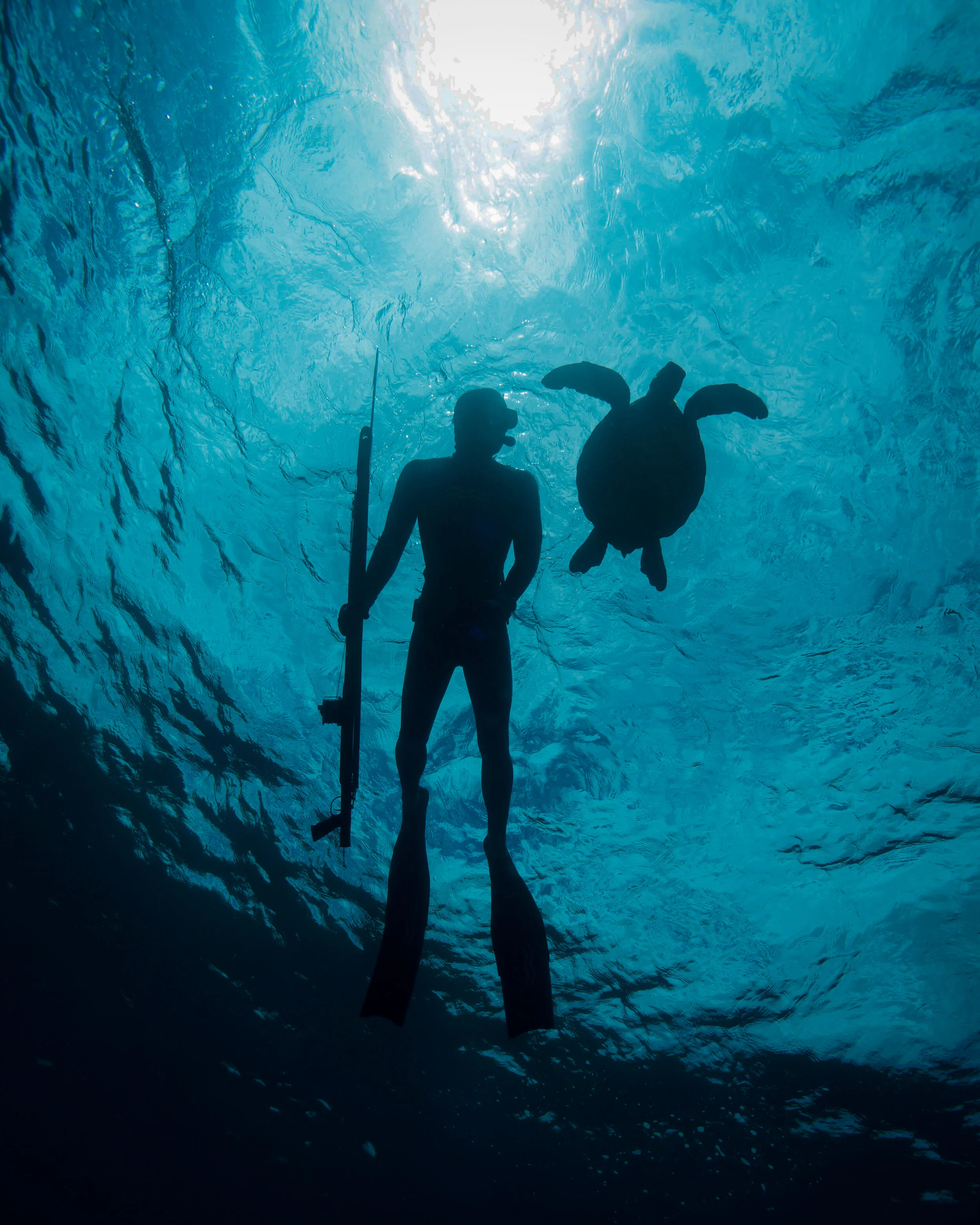  Gabriella Gerbasi | Photography | My Life in Shades of Blue  Underwater photography, scuba diving and freediving around the Caribbean. Swimming and diving with sea turtles, sharks and dolphins in the open ocean. 