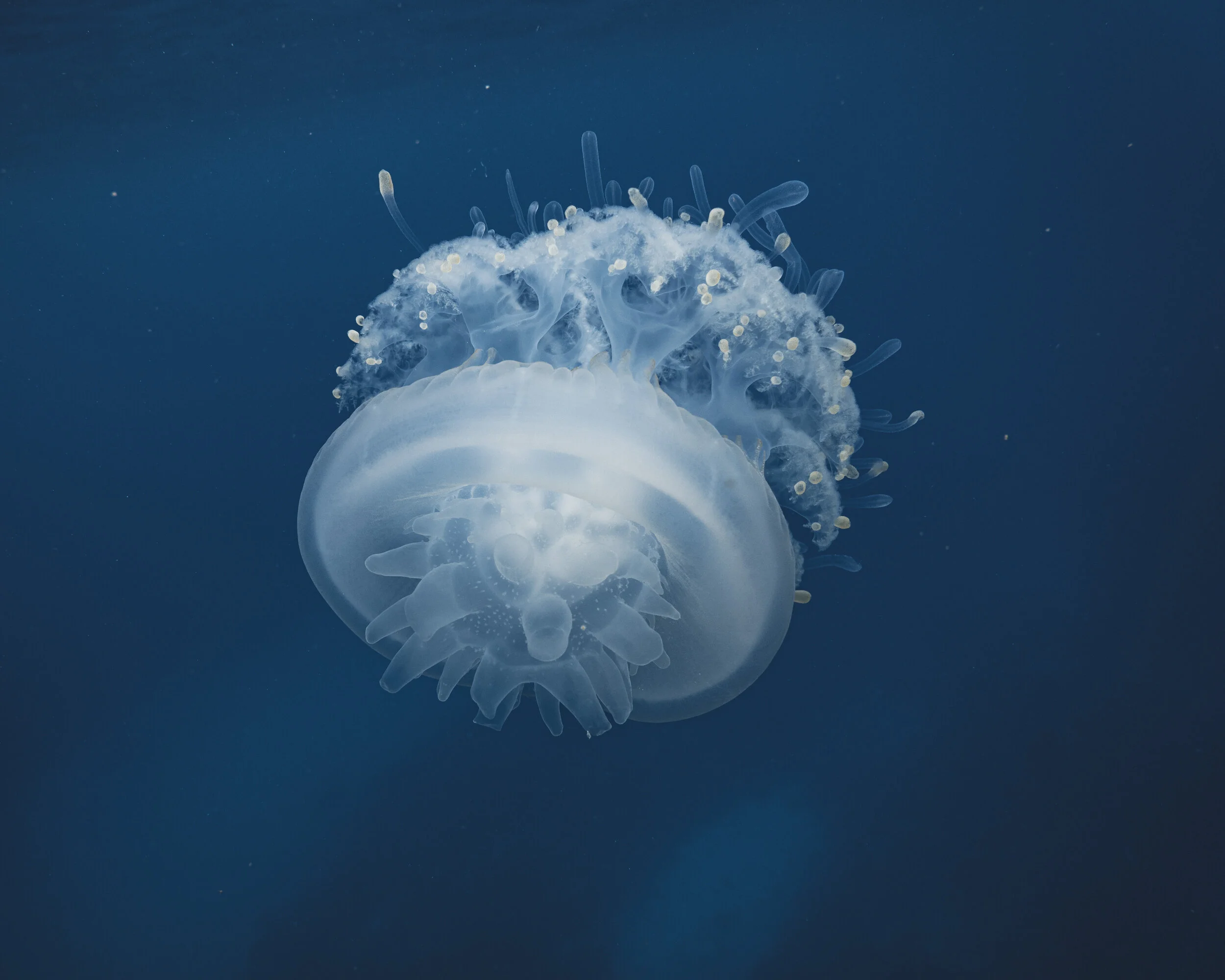  Gabriella Gerbasi | Photography | My Life in Shades of Blue  Underwater photography, scuba diving and freediving around the Caribbean. Swimming and diving with sea turtles, sharks and dolphins in the open ocean. 