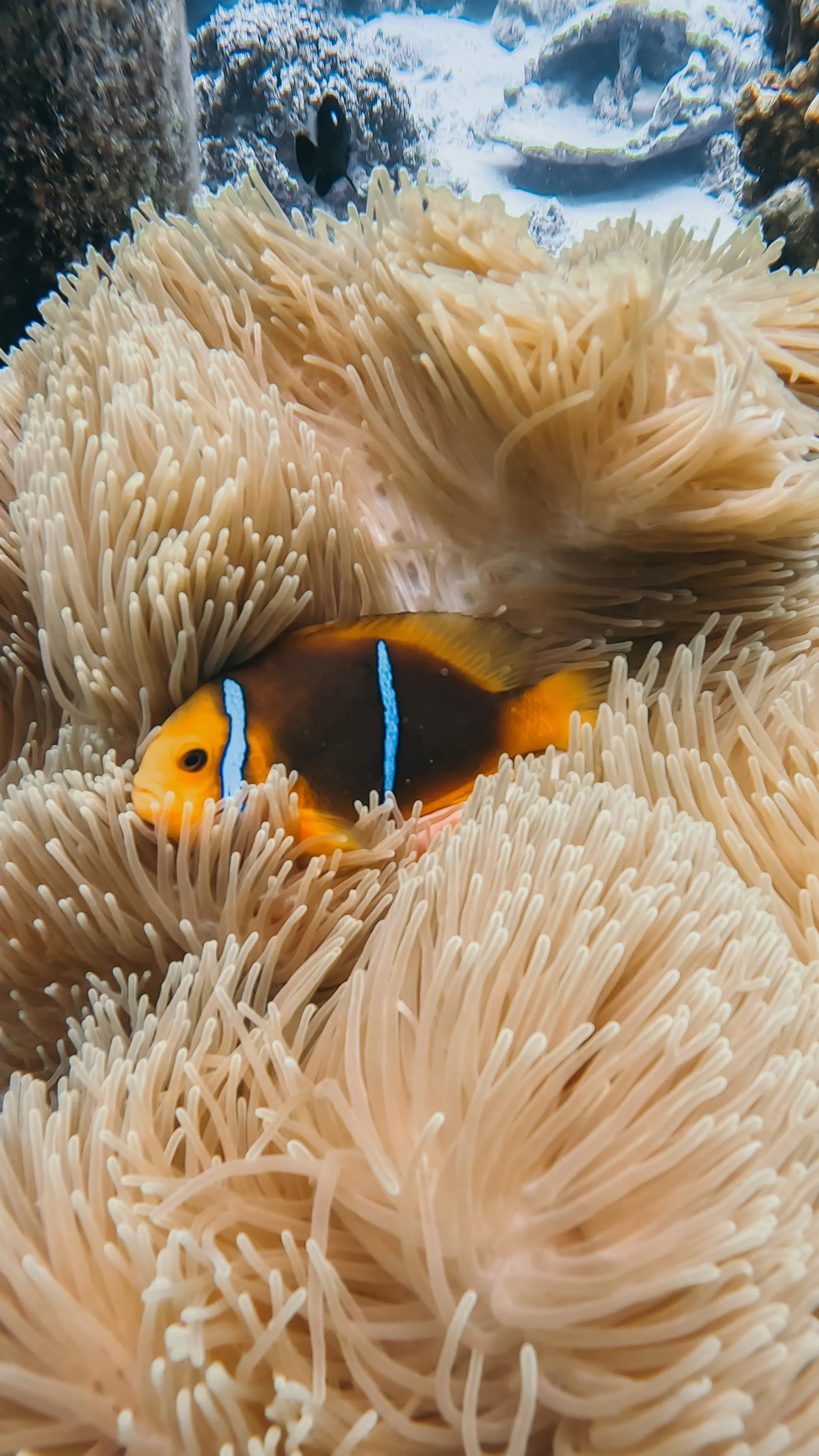 GPTempDownload 11.JPG