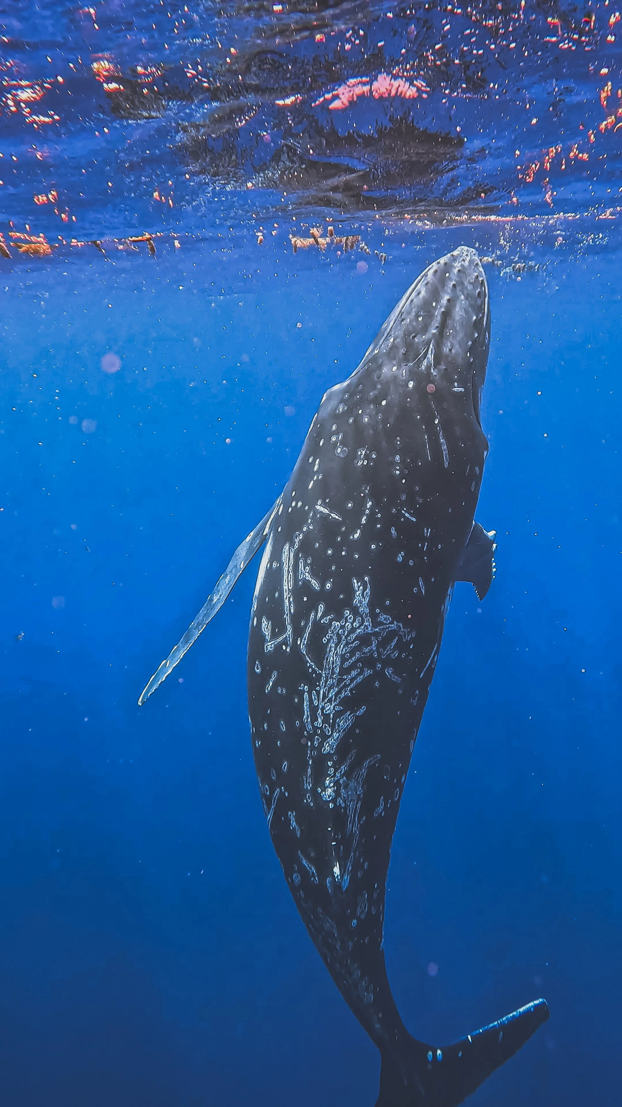 GPTempDownload 5.JPG