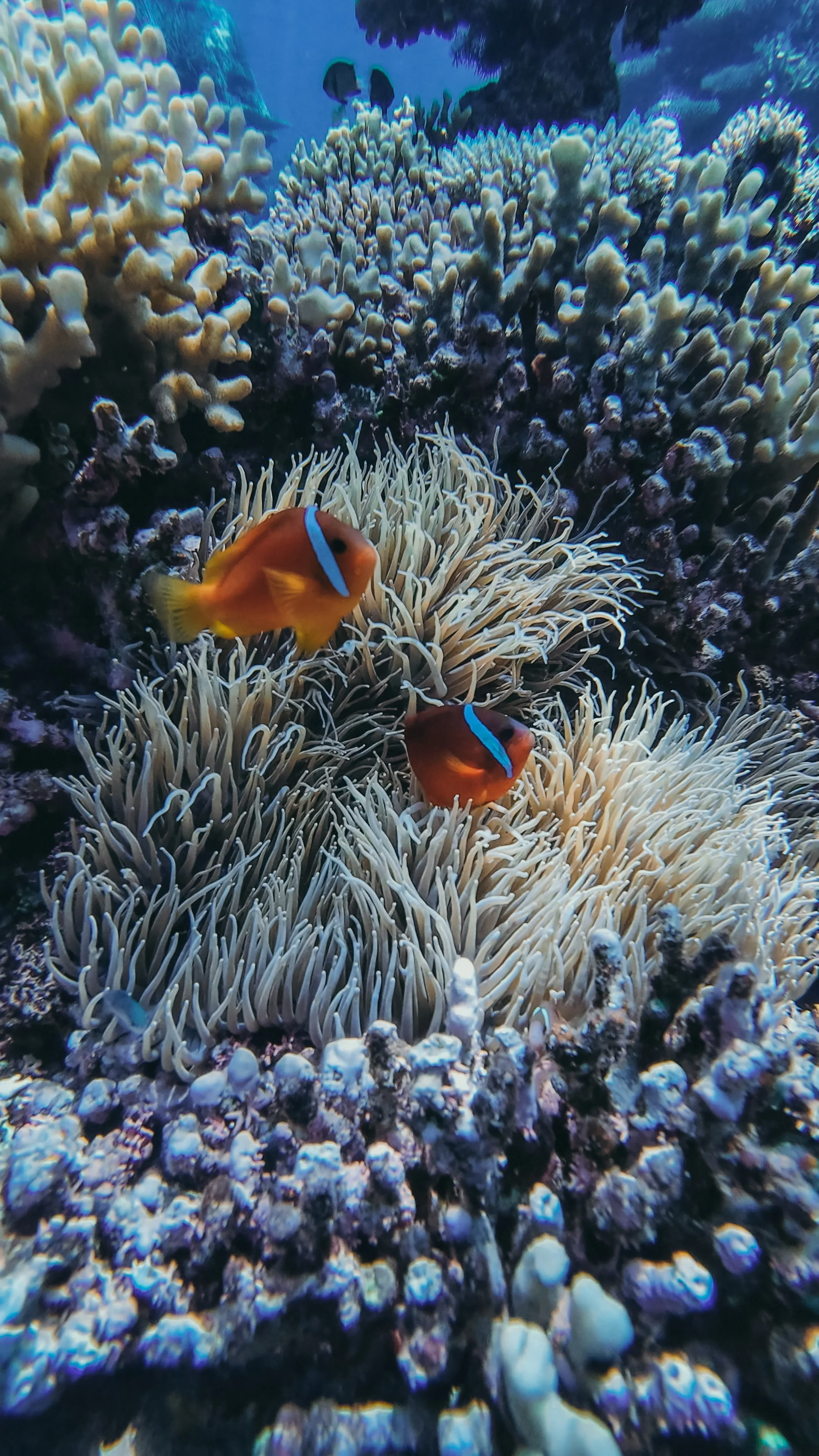 GPTempDownload 4.JPG