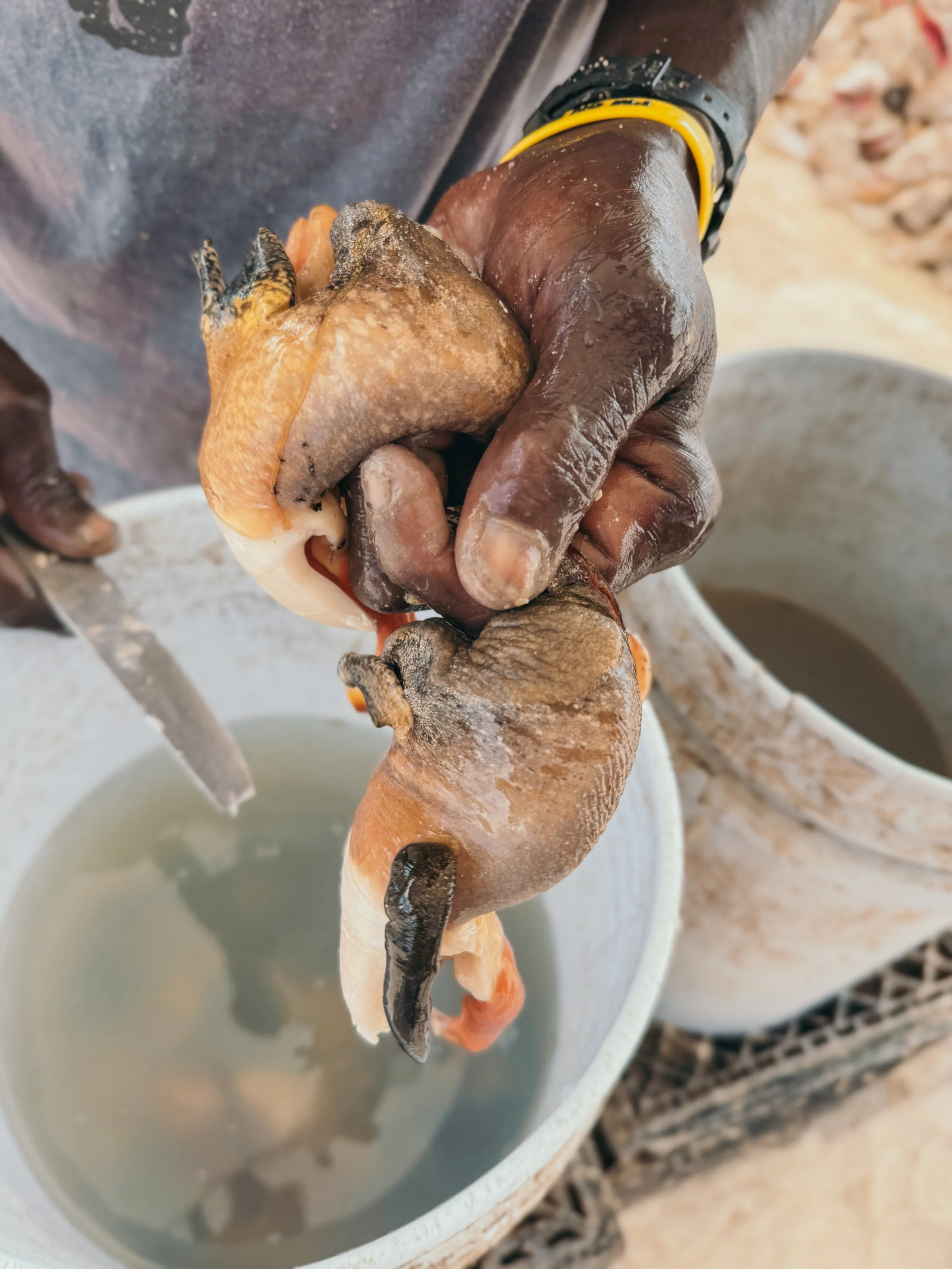 Conch Anatomy 101 : What I Learned in the Bahamas 🐚🇧🇸