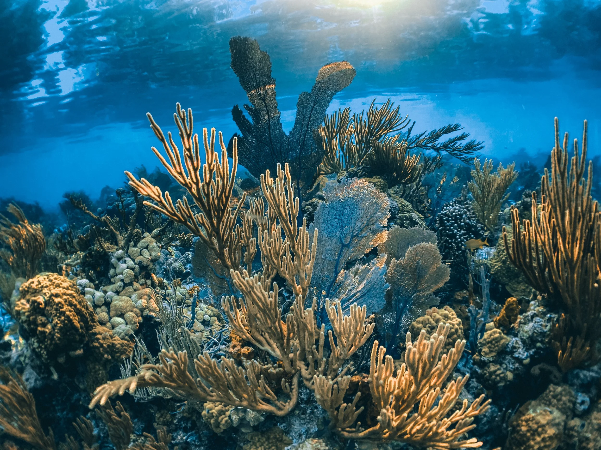 ≋ Life in Shades of Blue ≋ by Gabriella Gerbasi underwater photo of coral reef in the exumas in the bahamas